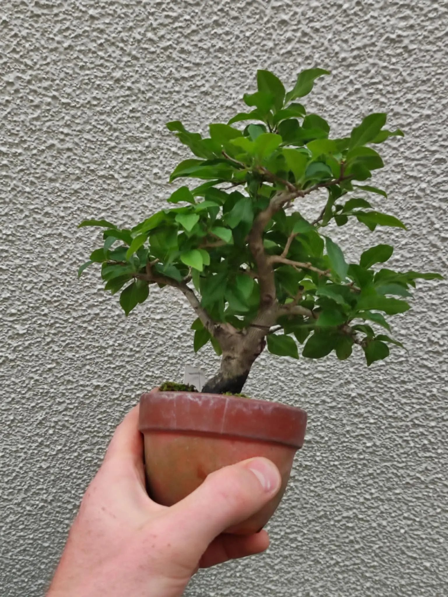 Diospyros rhombifolia (male) Canada Bonsai