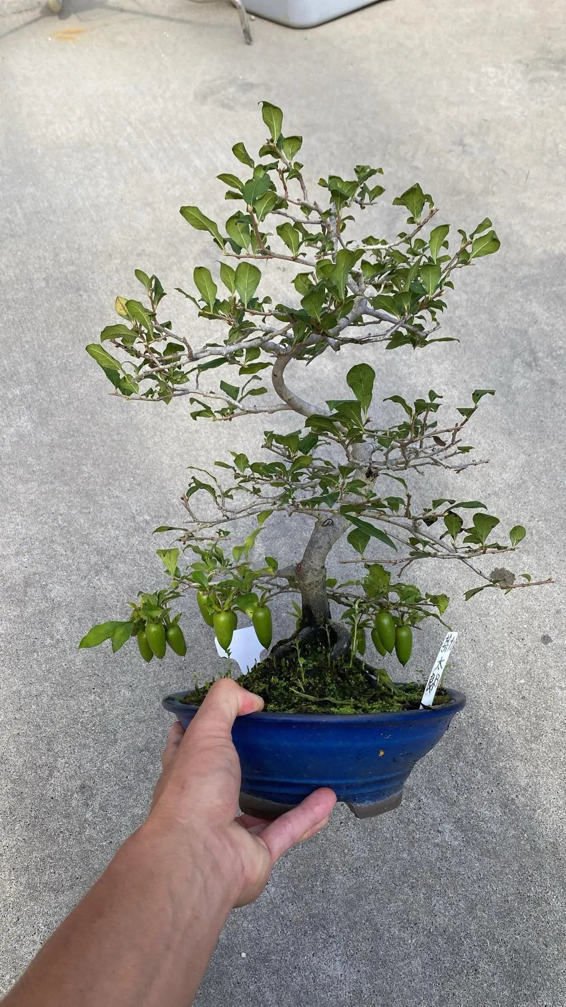 Diospyros rhombifolia Canada Bonsai