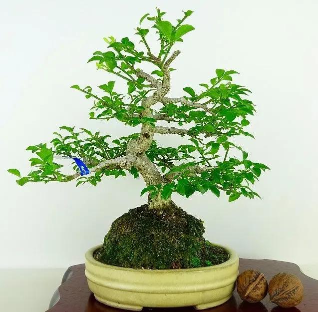 Euonymus #5 Canada Bonsai