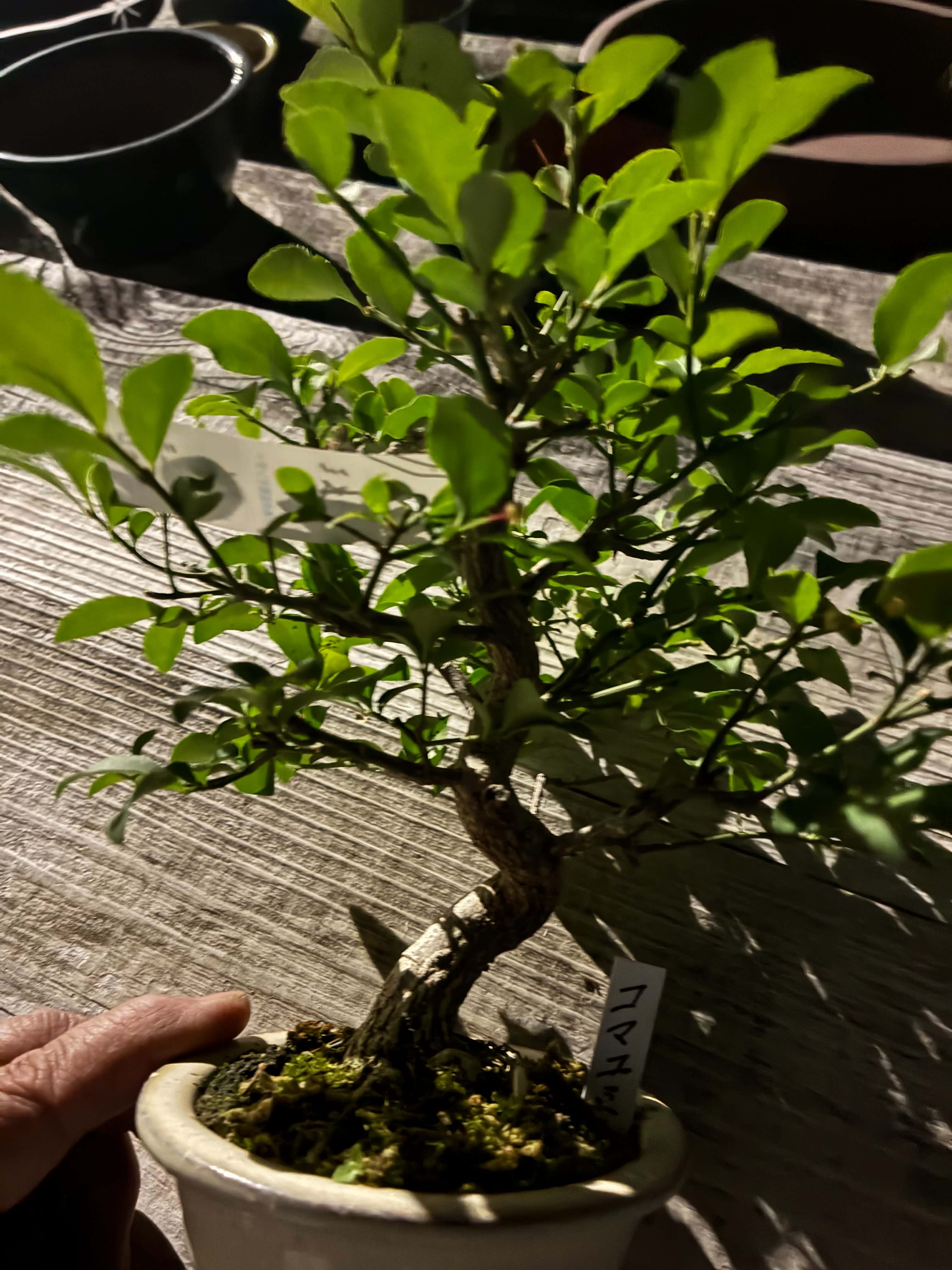 Euonymus