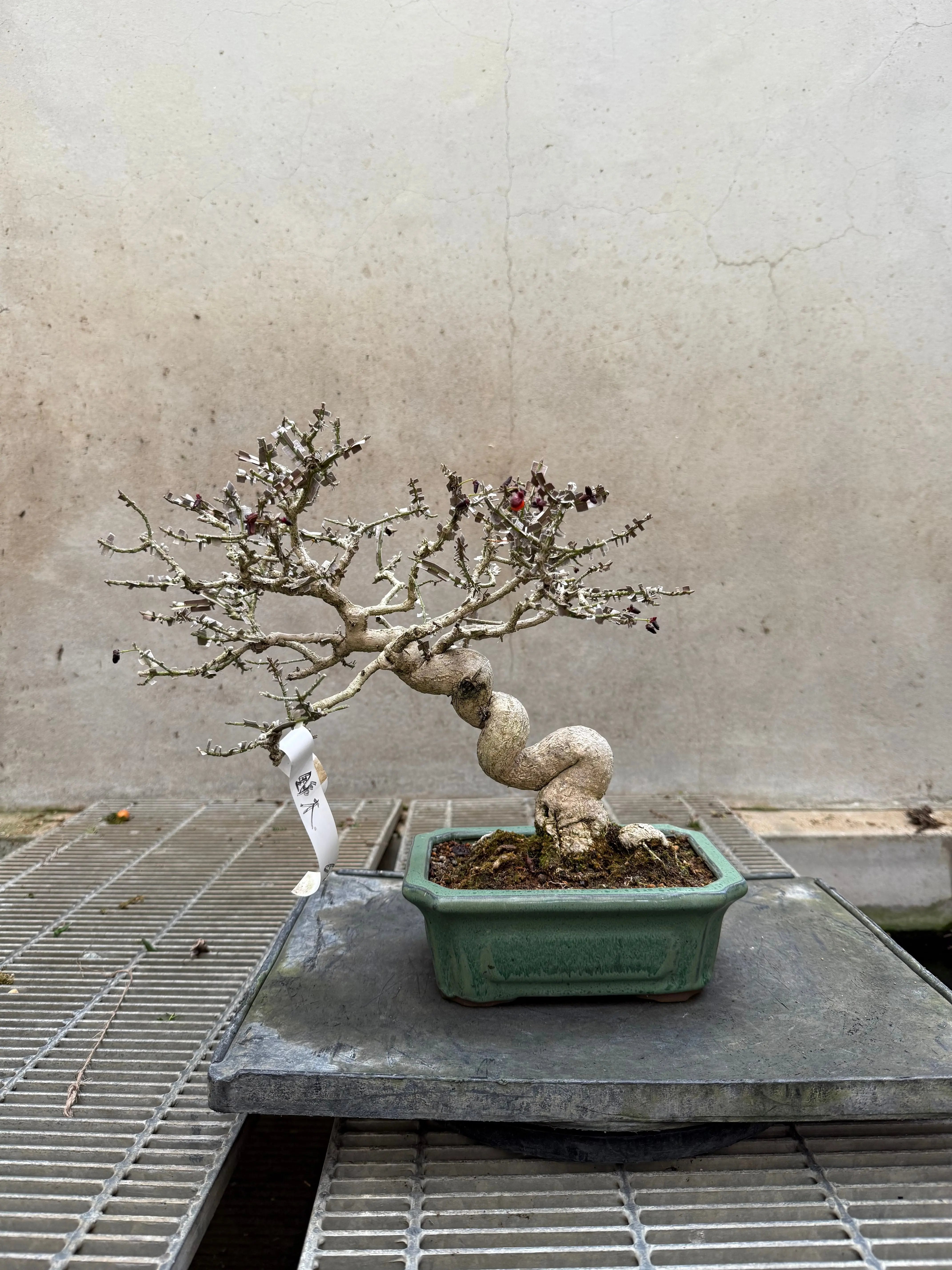 Euonymus Canada Bonsai