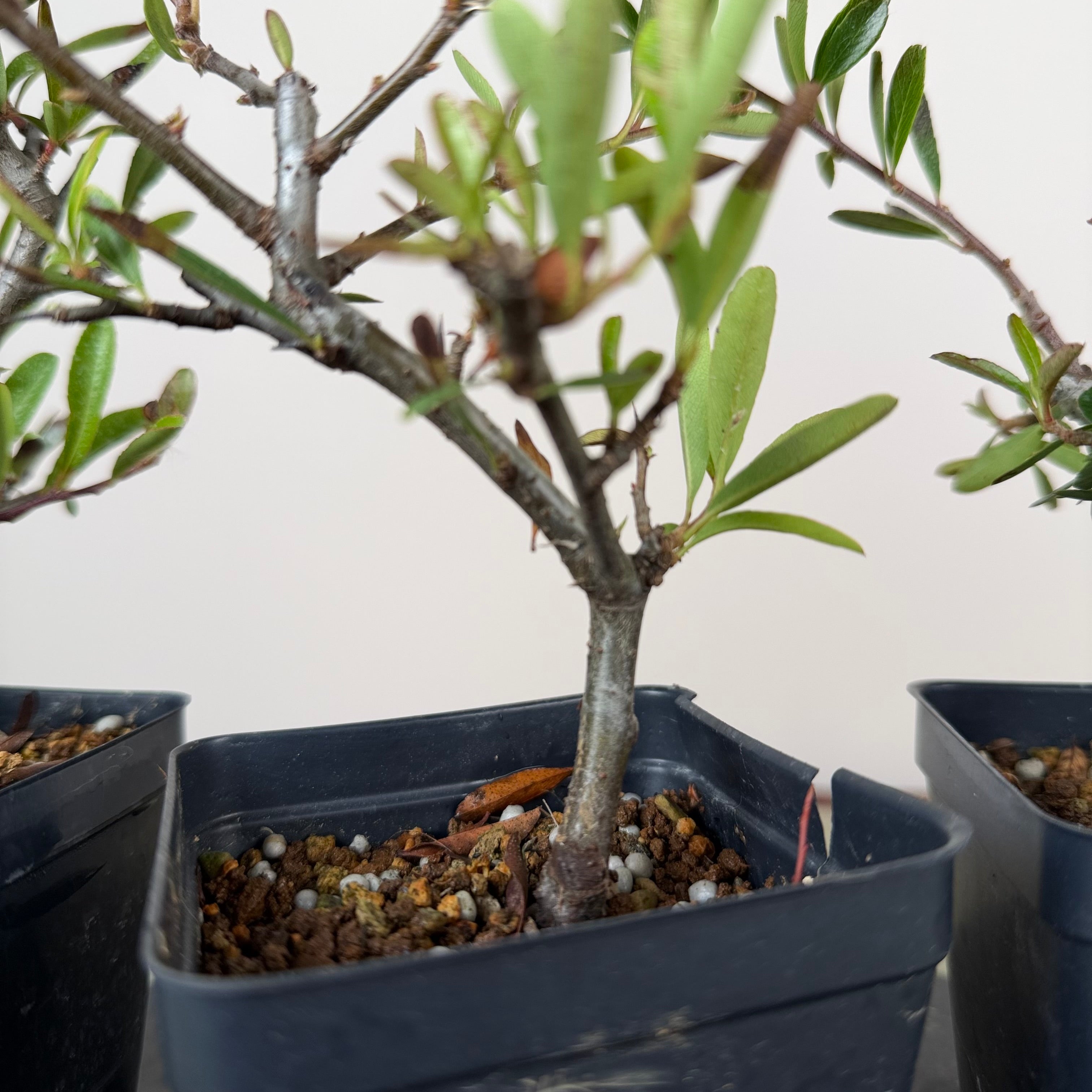 Pyracantha angustifolia (rouge ou orange)