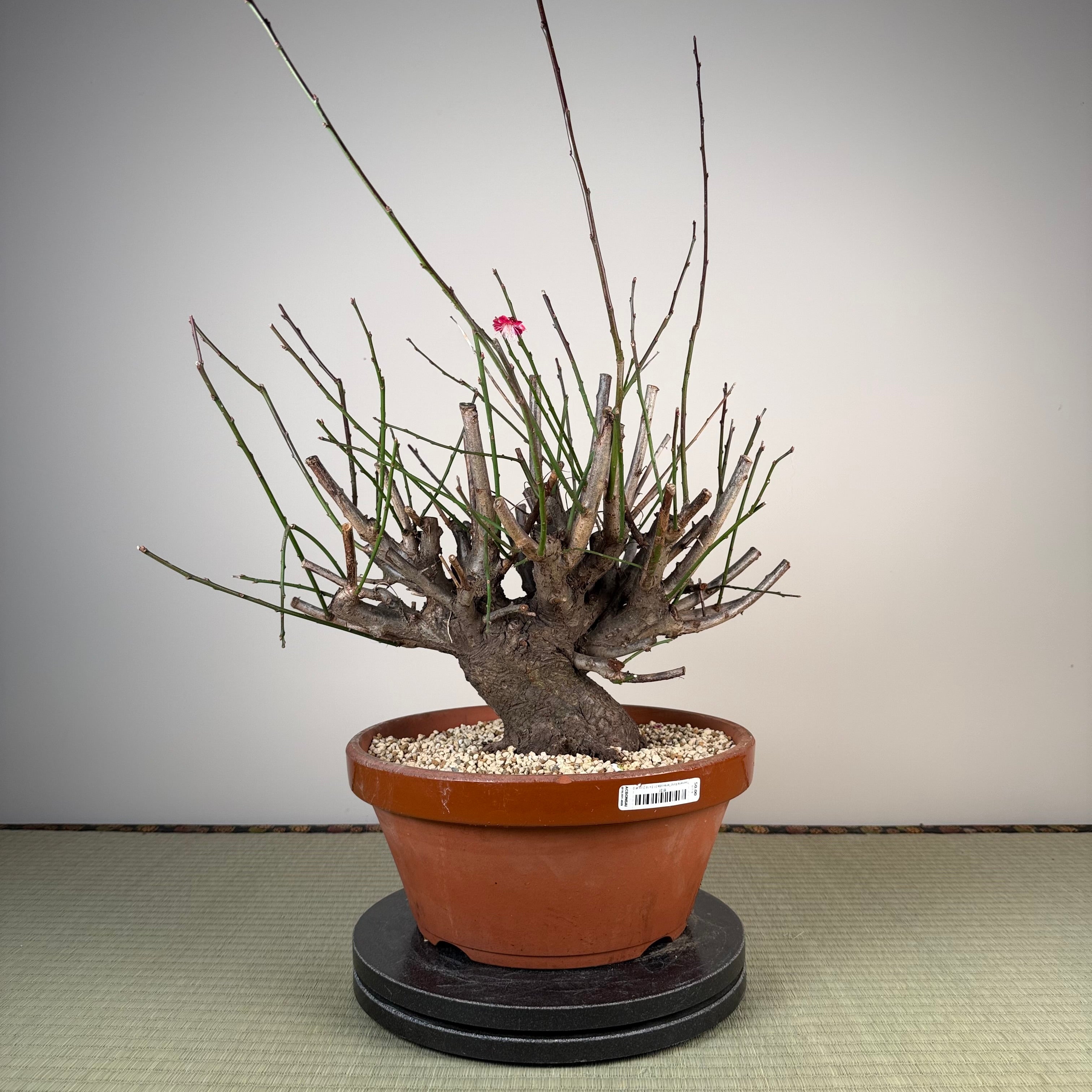 Glycine floribunda