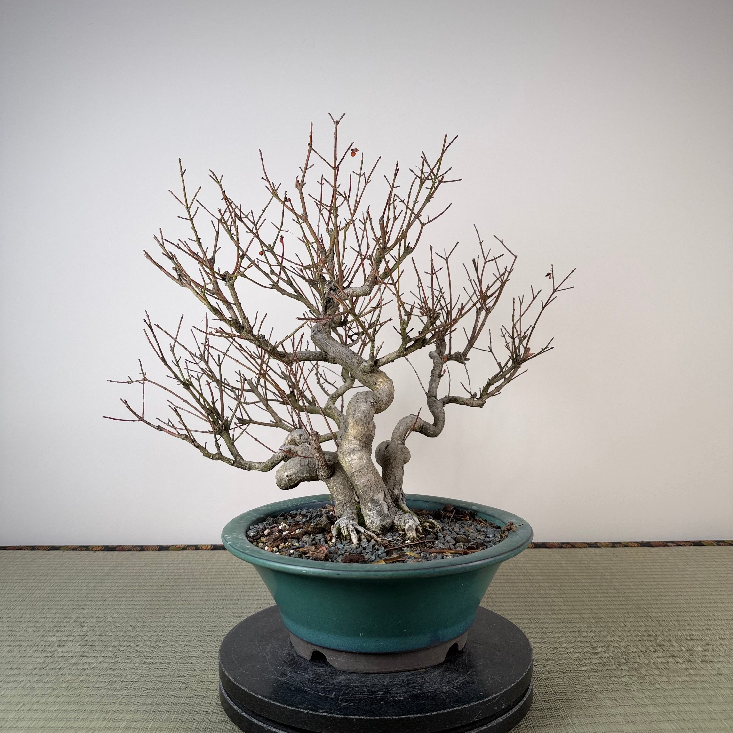 Euonymus