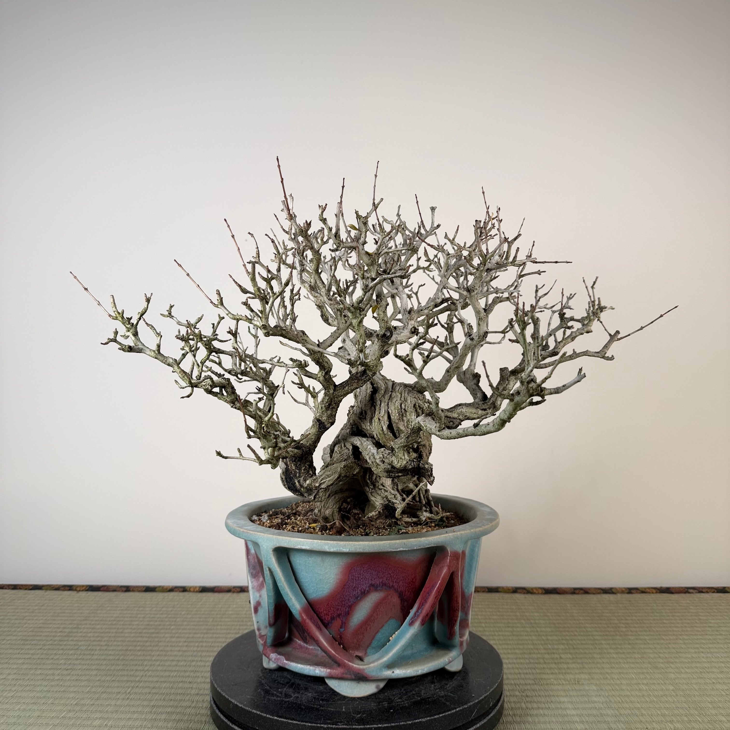 Punica granatum 25th Anniversary Gafu-ten