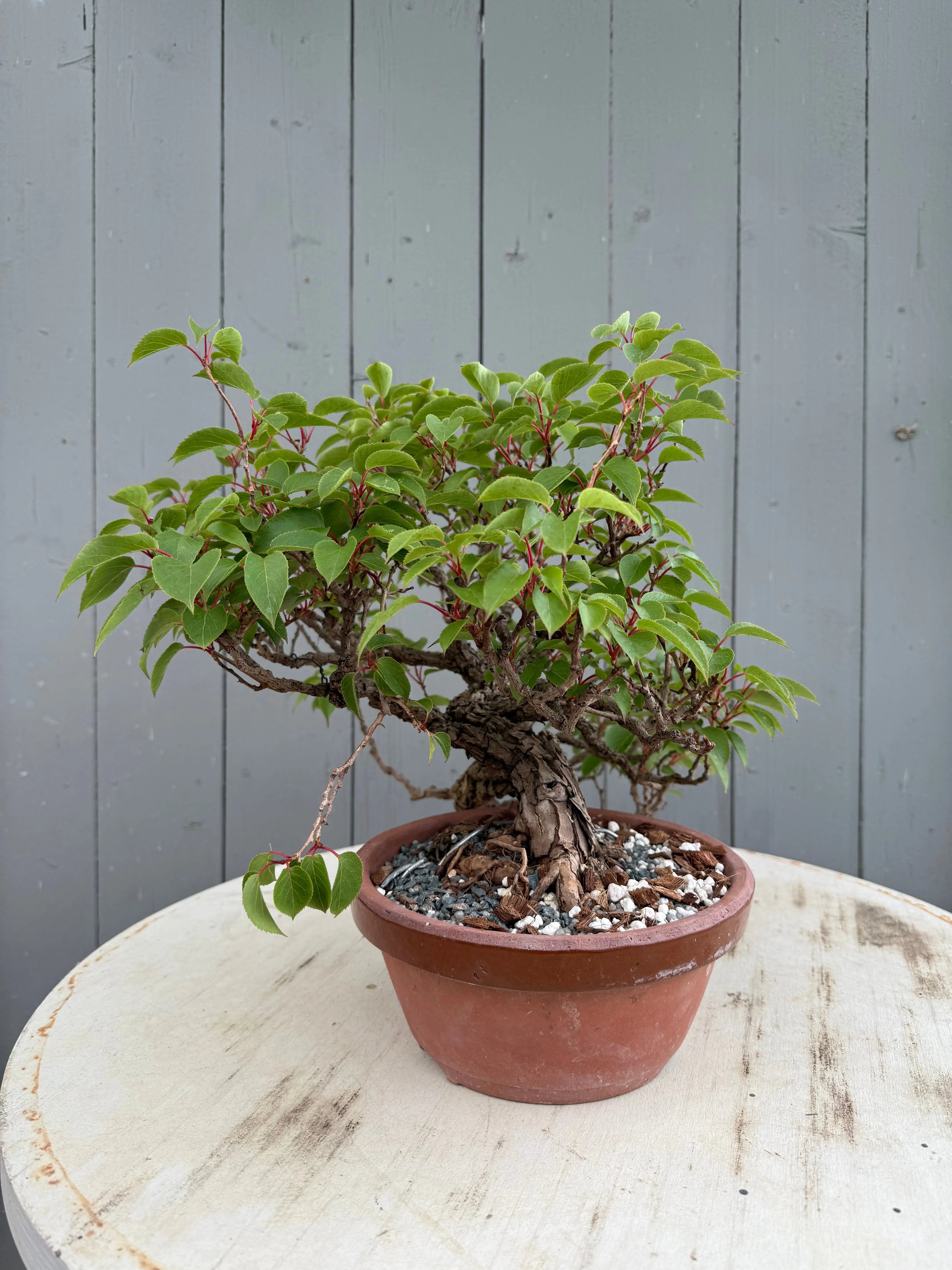 Actinidia arguta Canada Bonsai