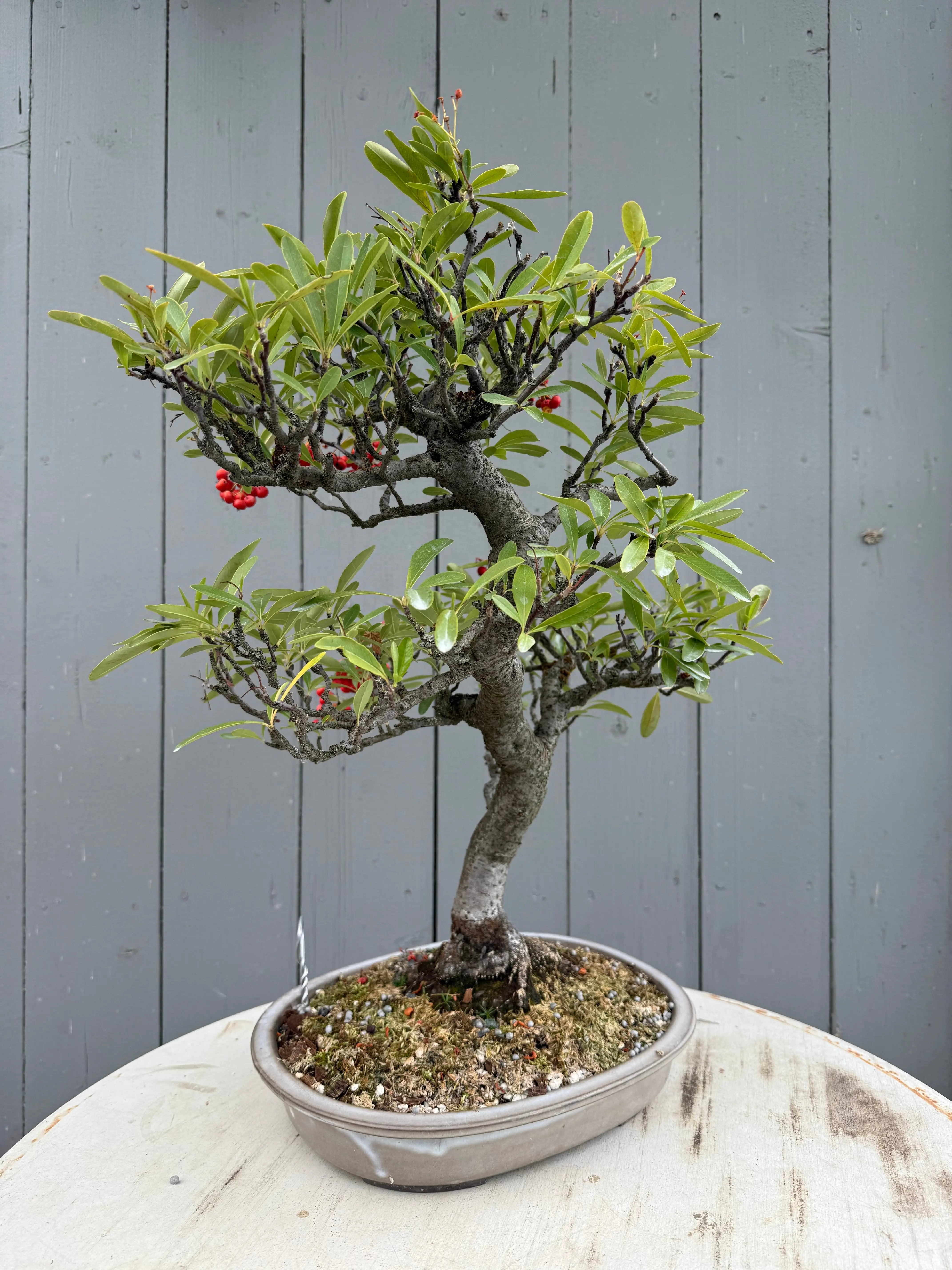 Pyracantha angustifolia Canada Bonsai
