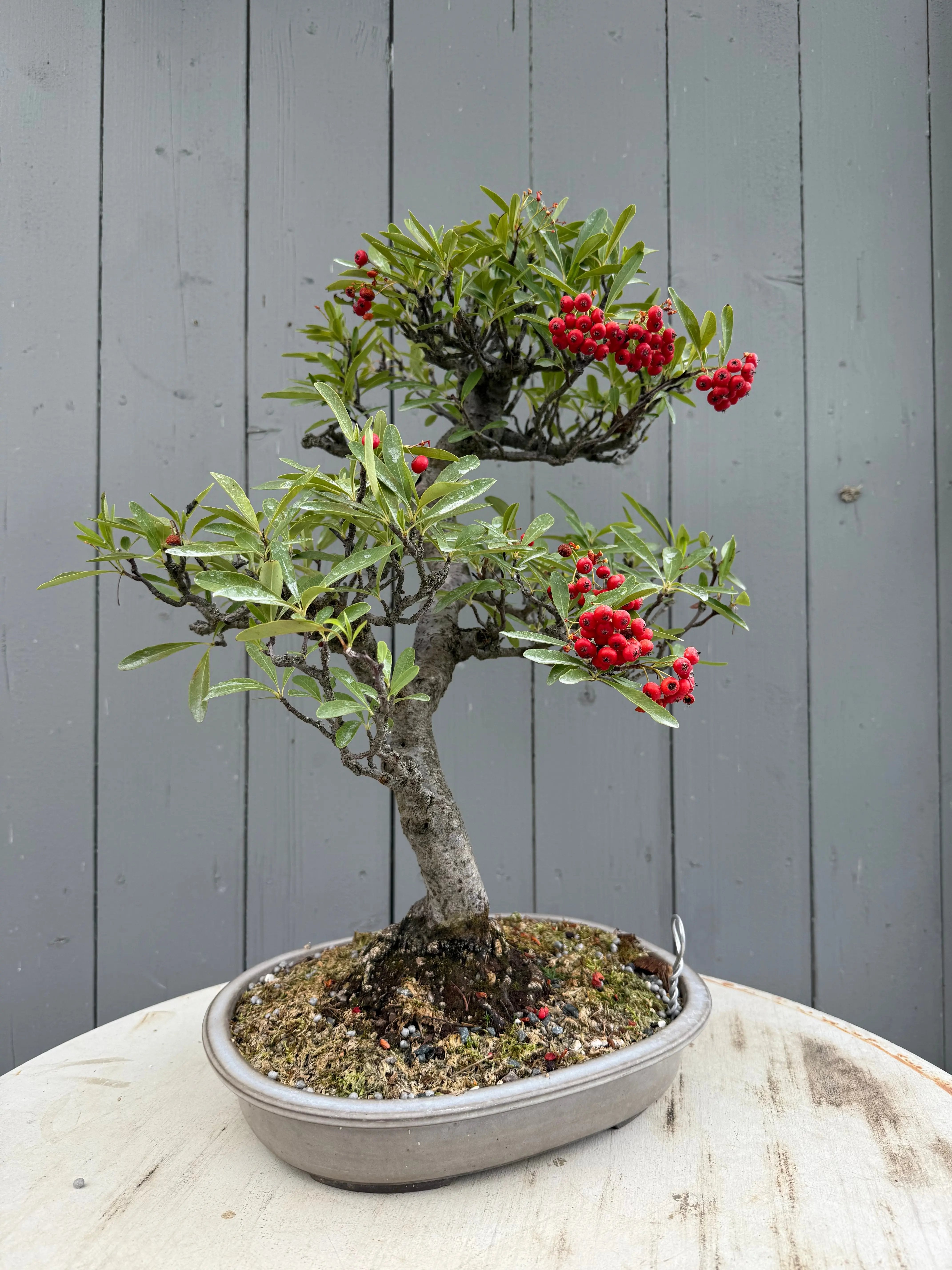 Pyracantha angustifolia Canada Bonsai