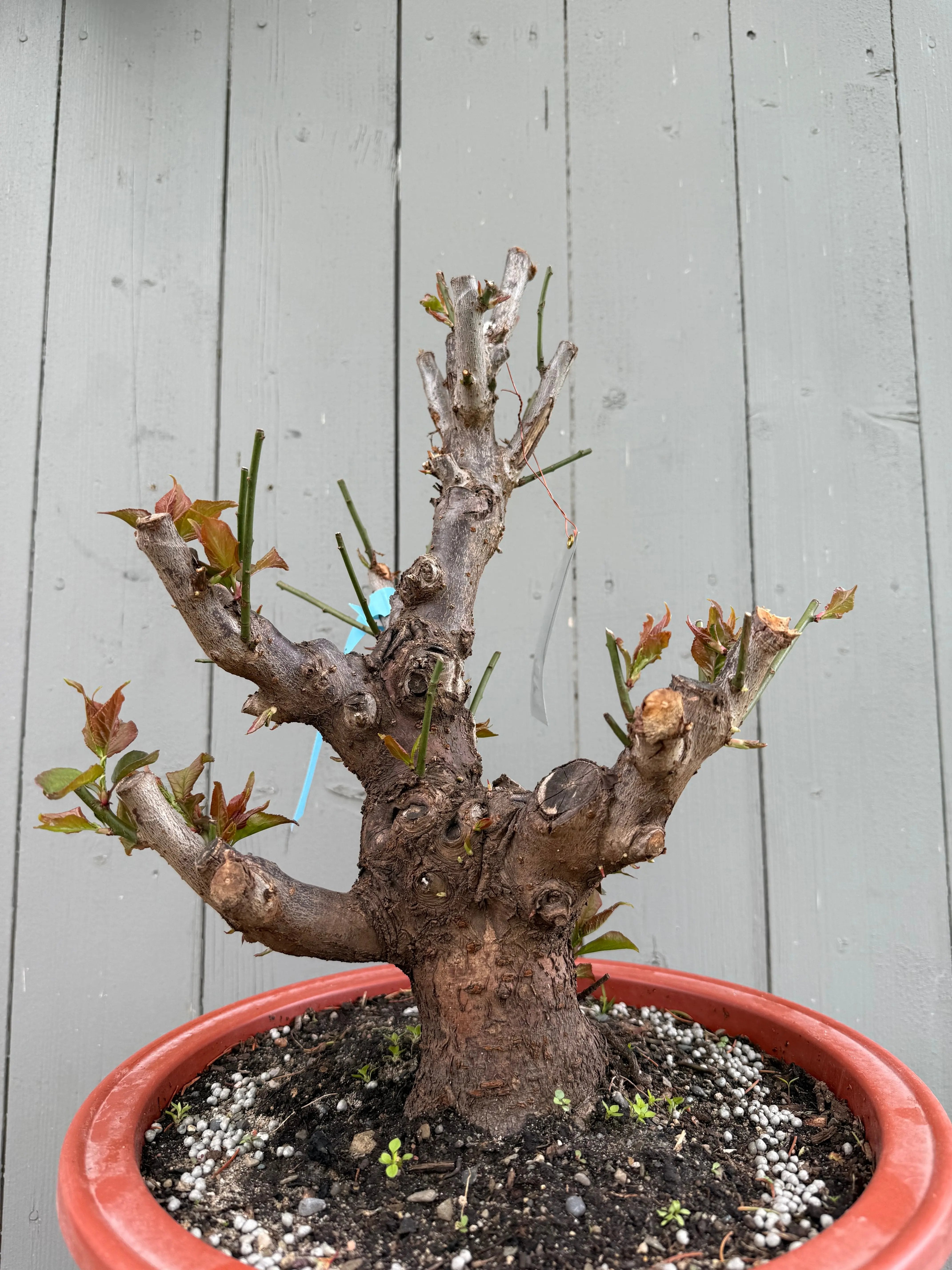 Prunus mume 'Gǔ lǐ hóng' Canada Bonsai
