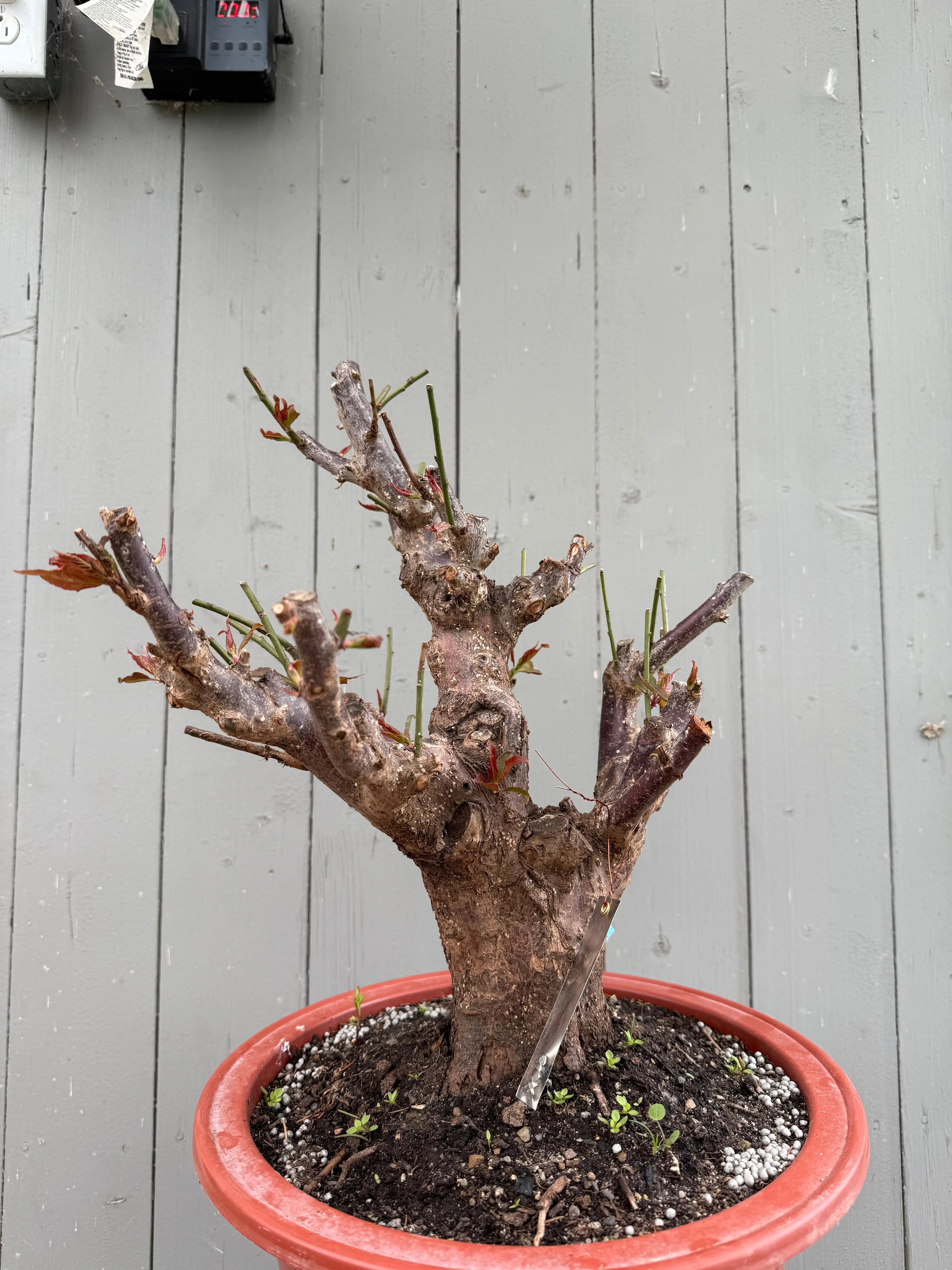 Prunus mume 'Gǔ lǐ hóng' Canada Bonsai