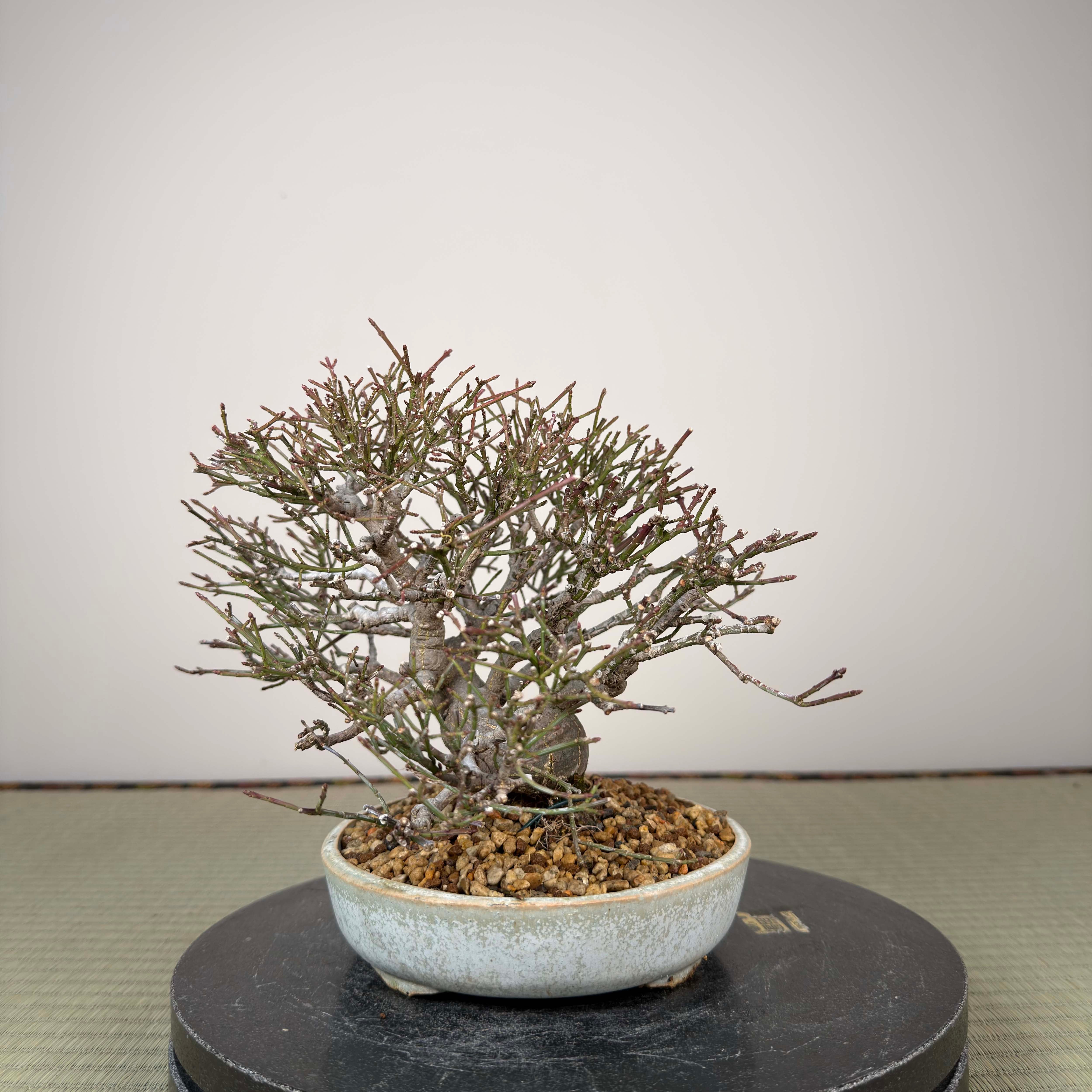 Euonymus