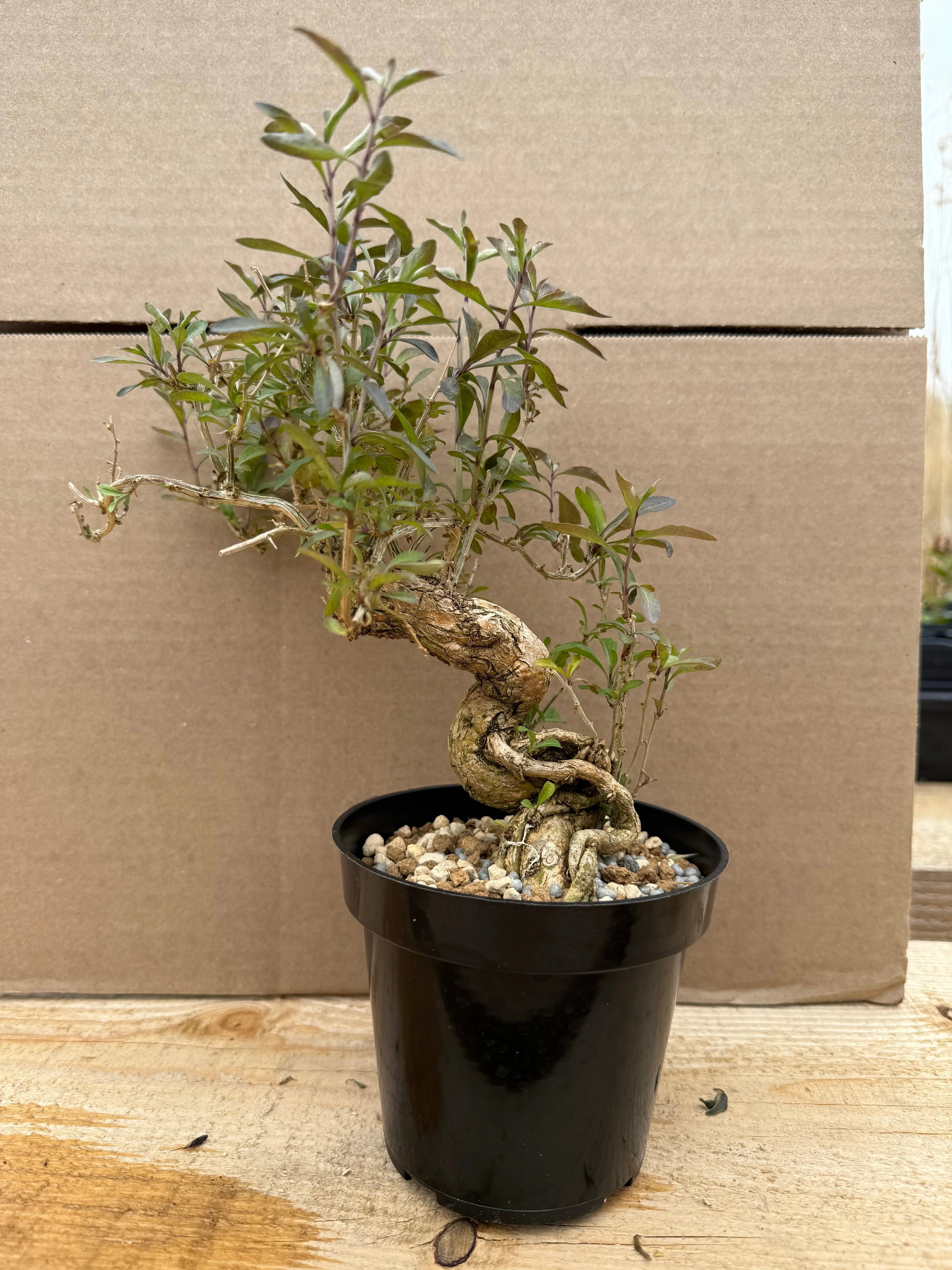 Lycium chinense (chef's choice) Canada Bonsai