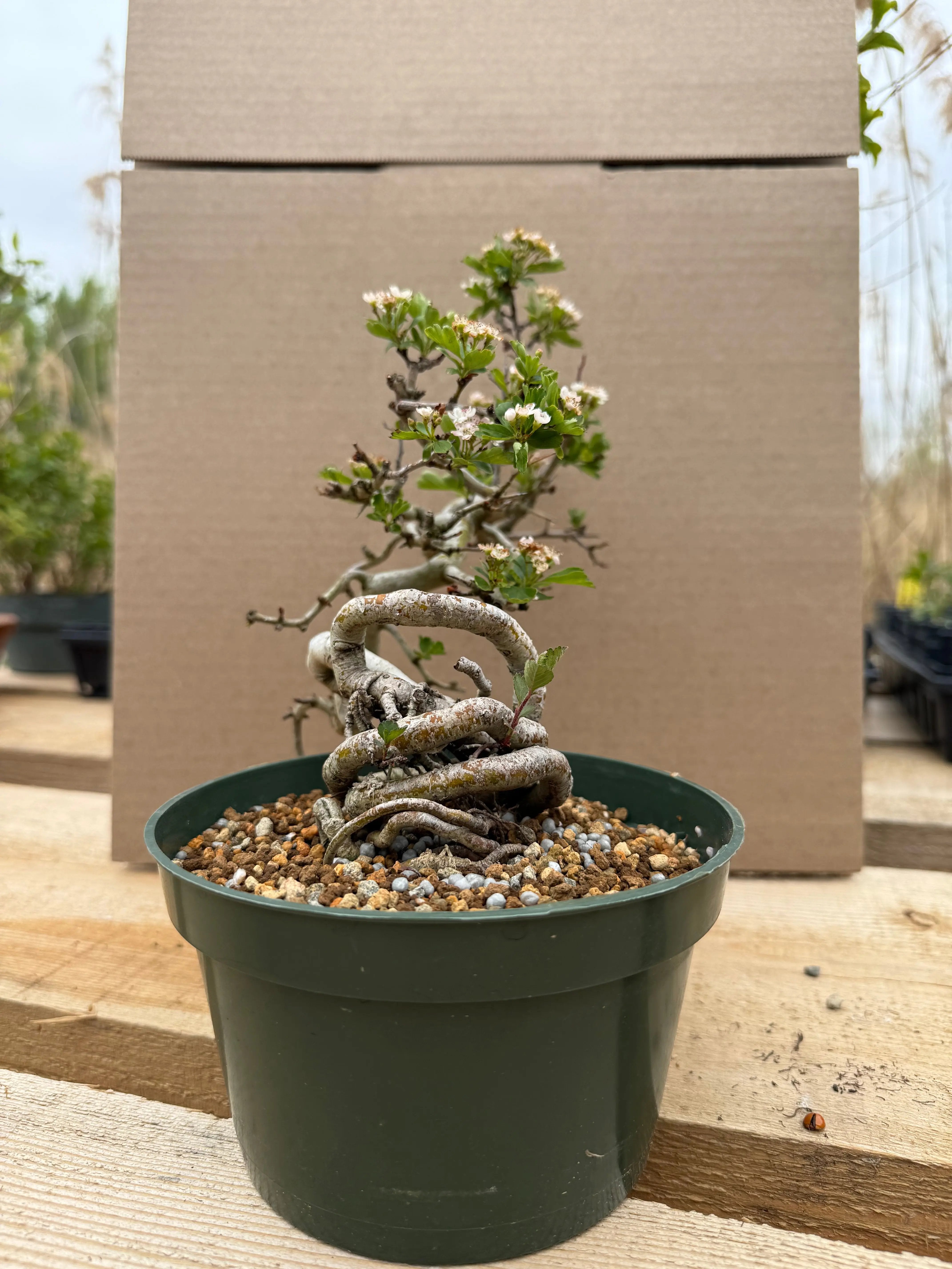 Crataegus cuneata 'Matsudaira' Canada Bonsai