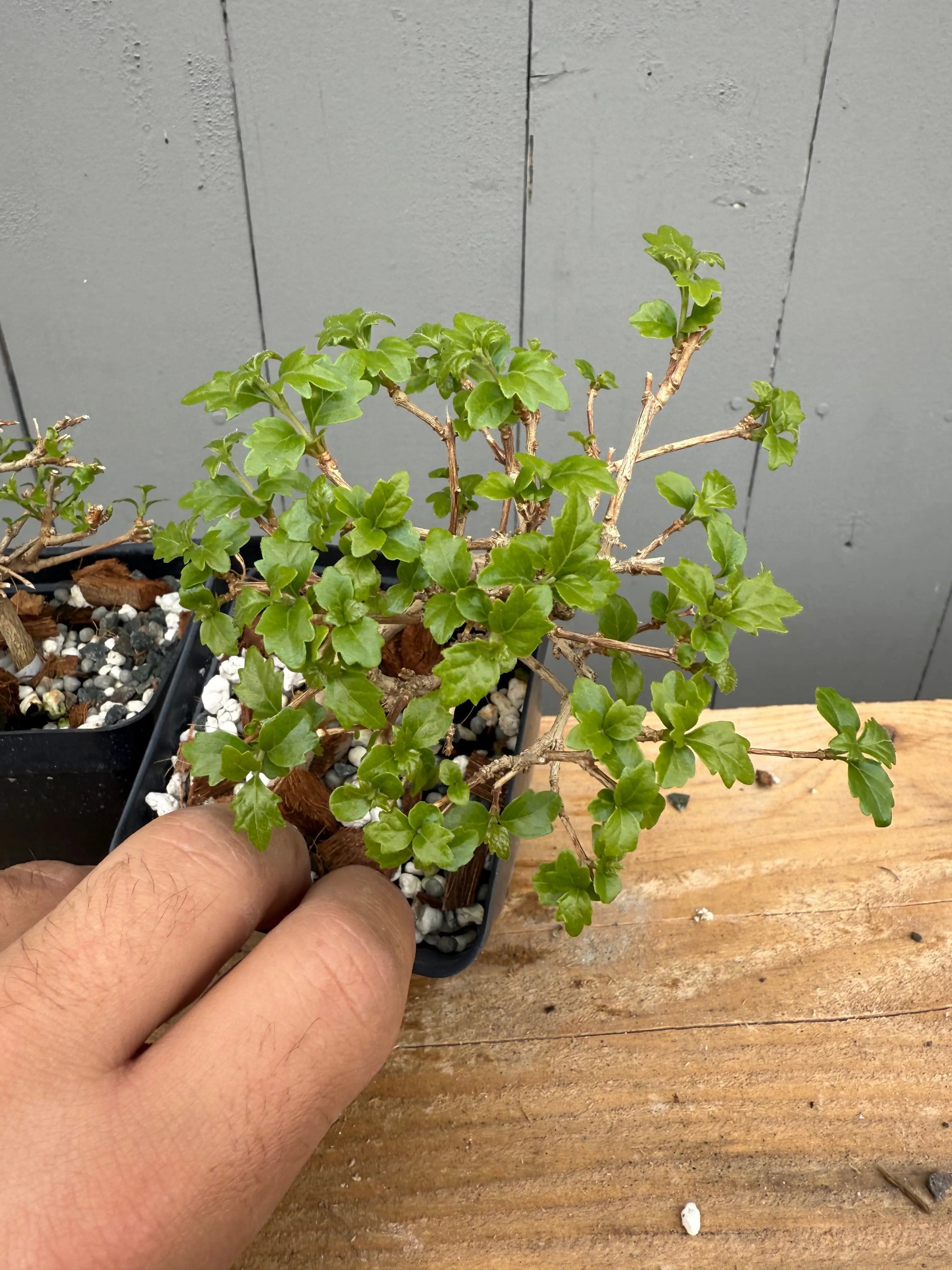 Premna japonica (small) Canada Bonsai