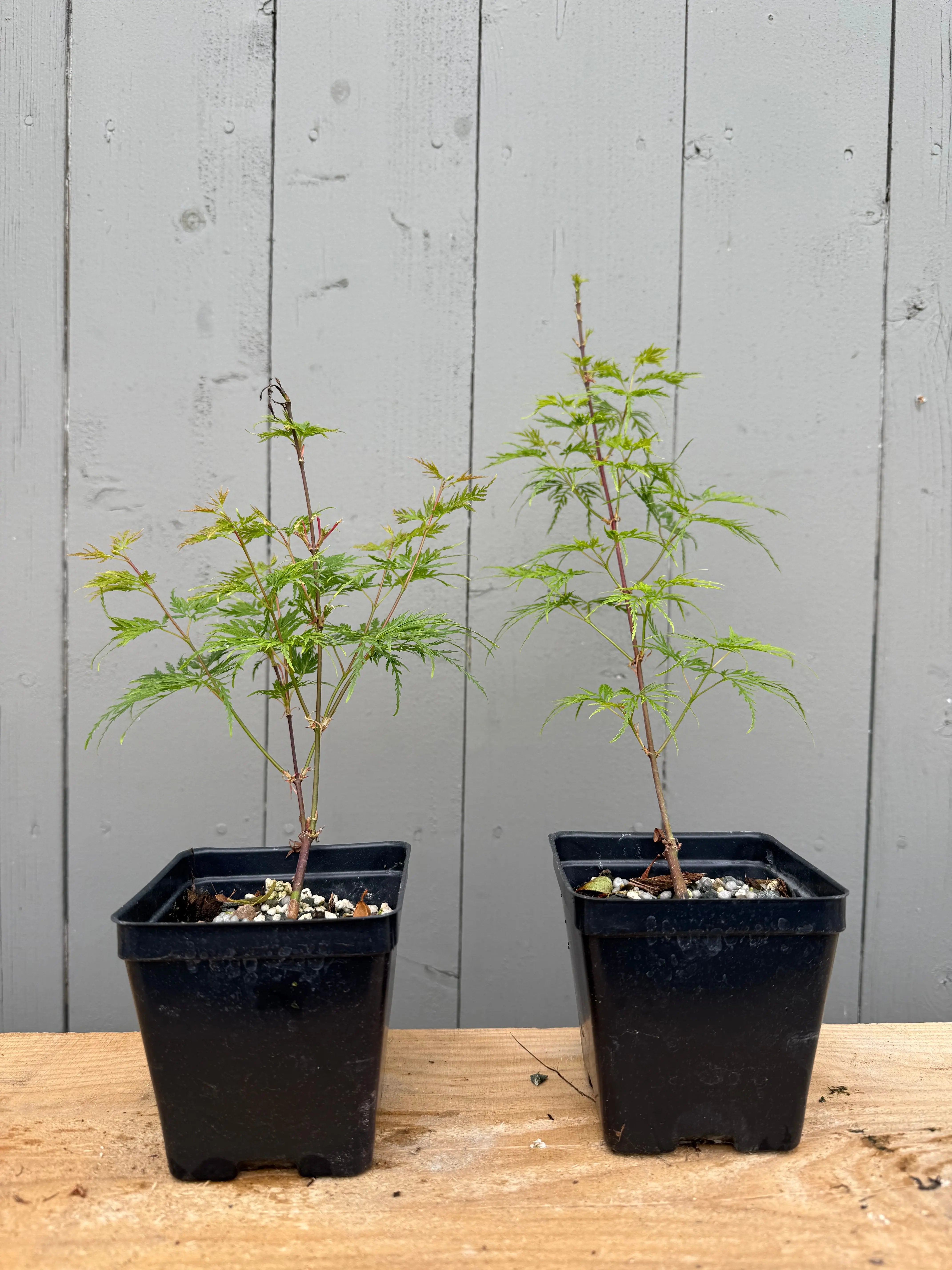 Acer palmatum 'Emerald Lace' Canada Bonsai
