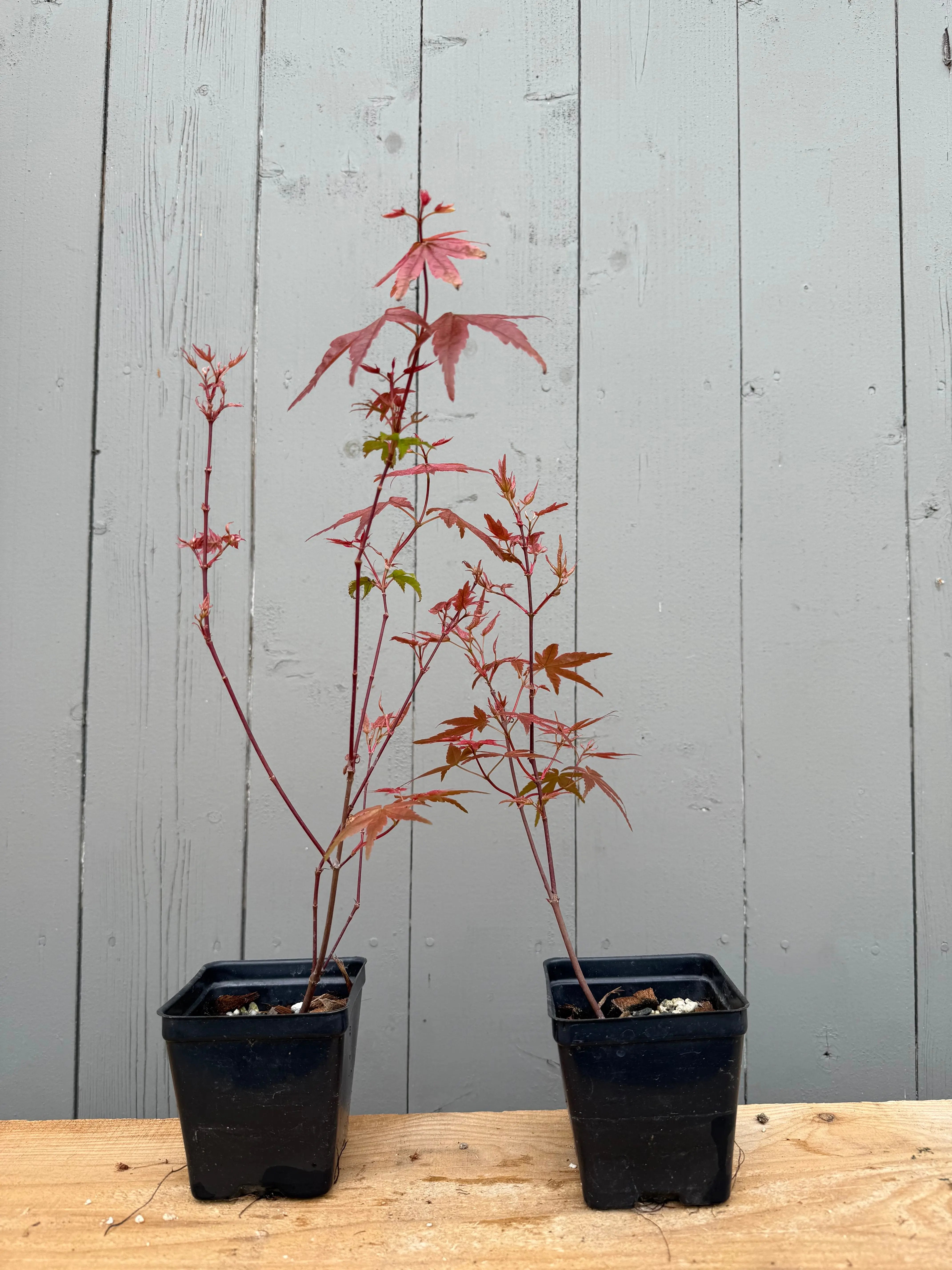 Acer palmatum 'Deshojo' (whips) Canada Bonsai