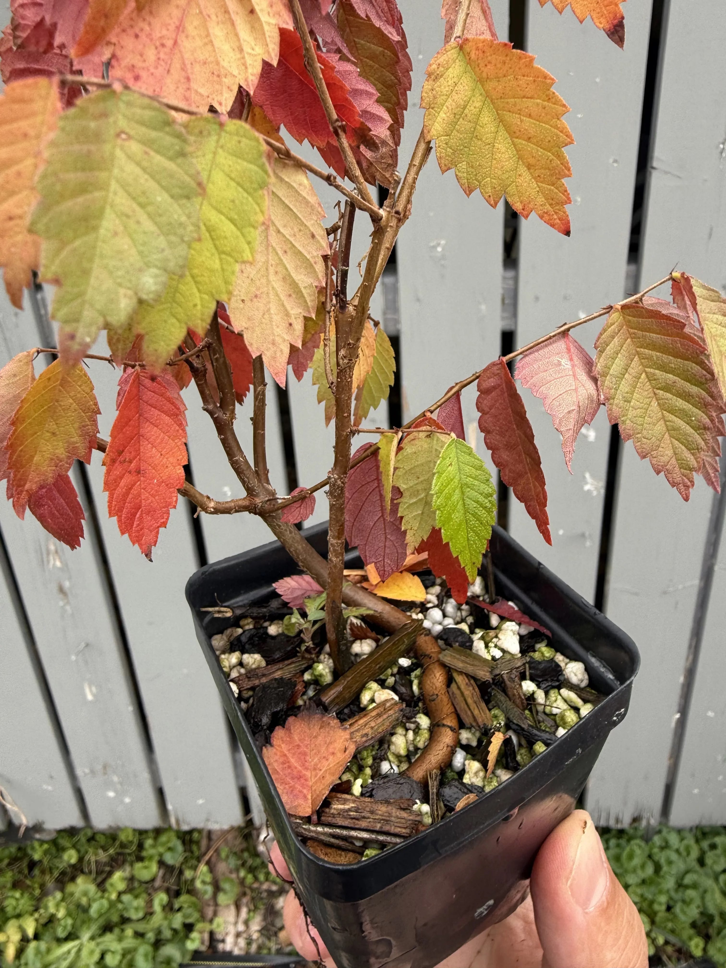 Zelkova serrata #1 Canada Bonsai