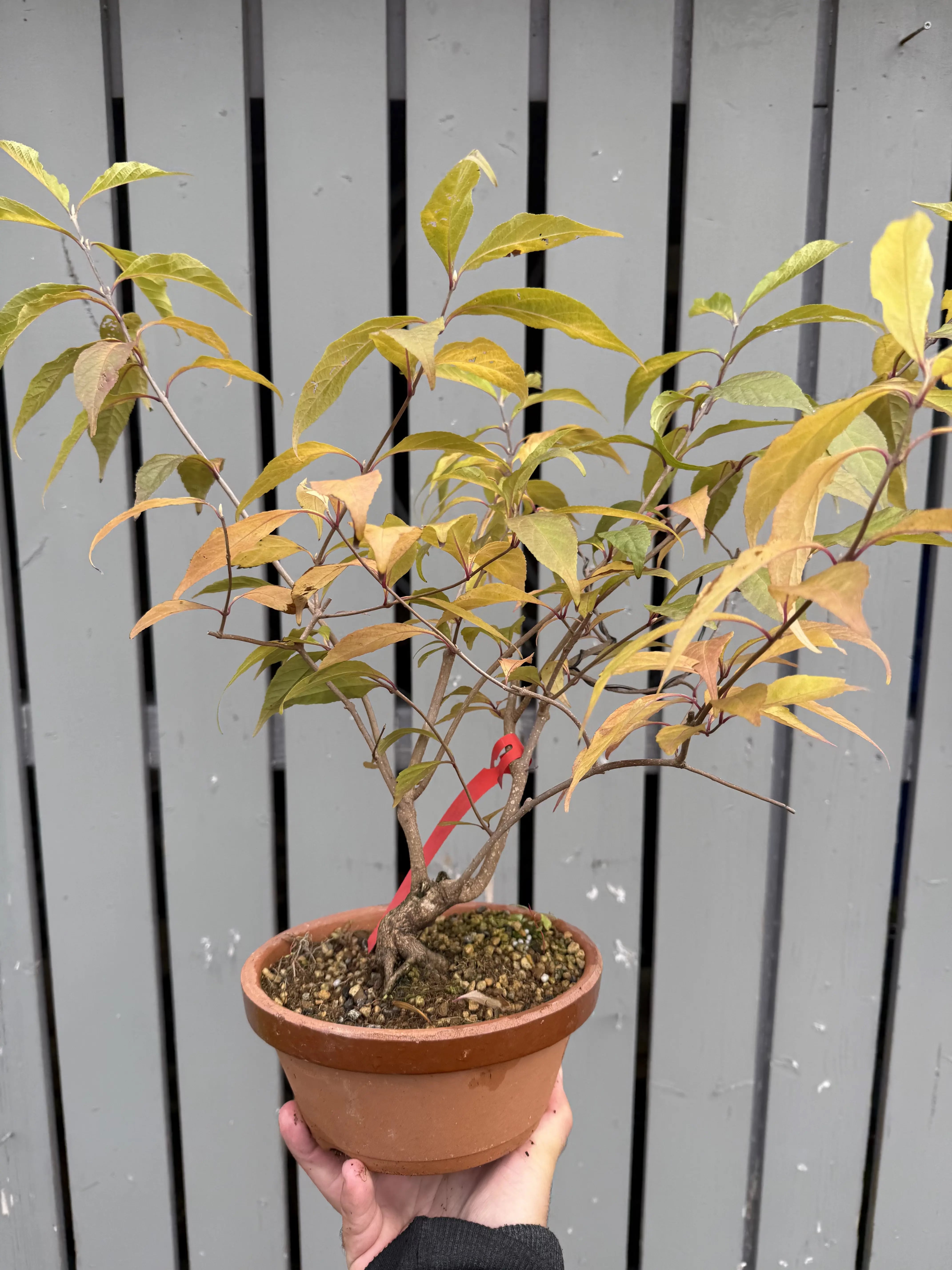 Callicarpa #1 Canada Bonsai
