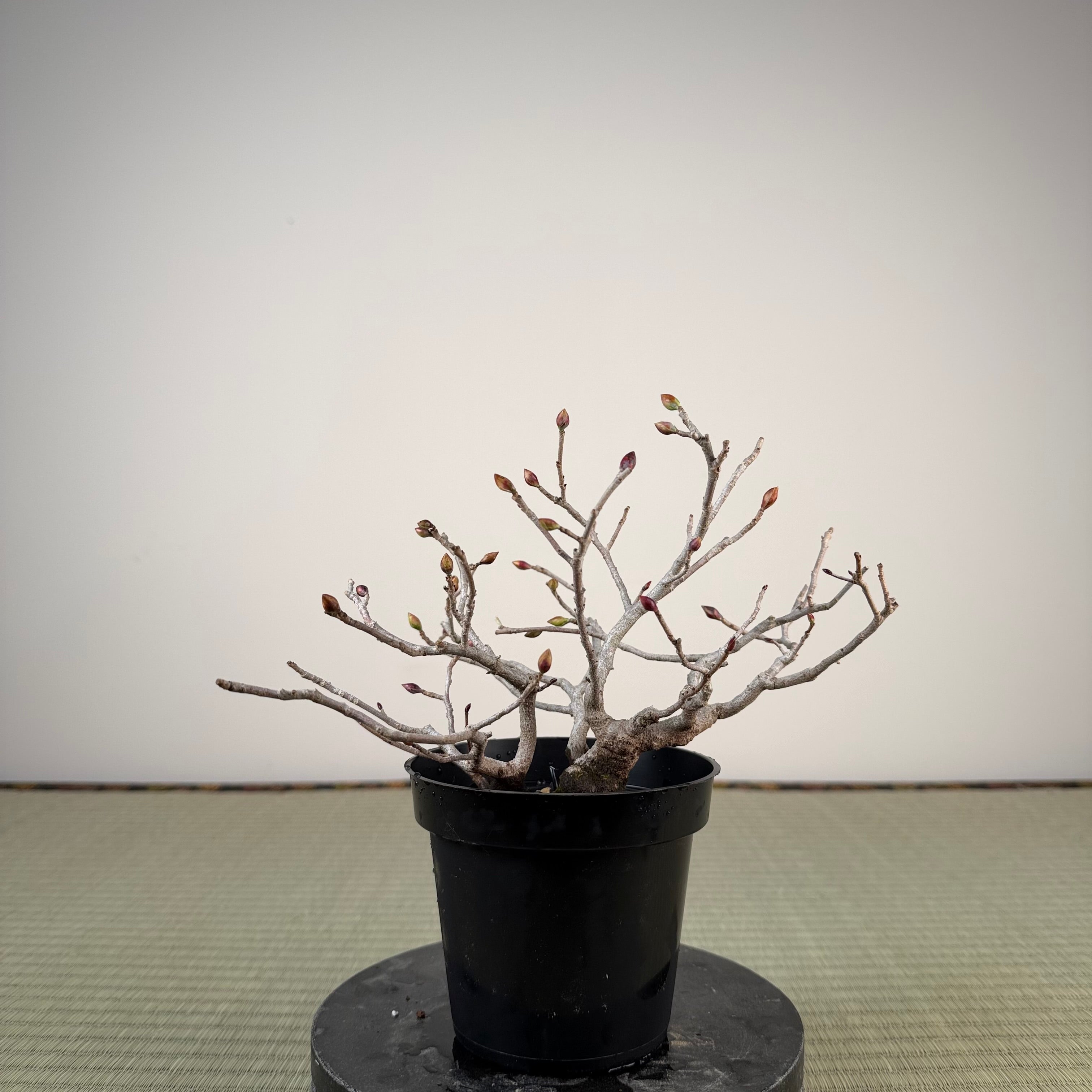 Corylopsis spicata