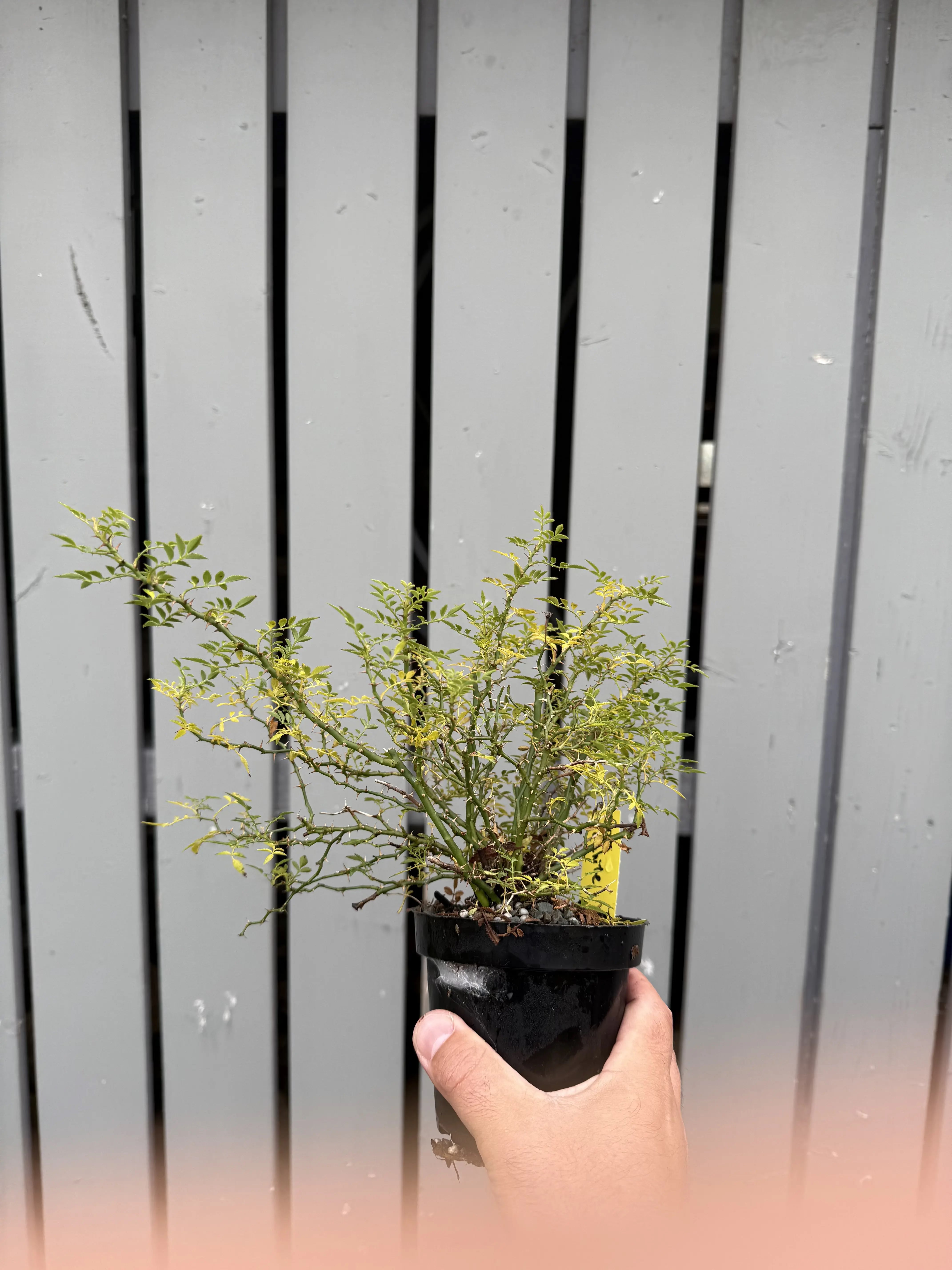 Rosa #3 Canada Bonsai