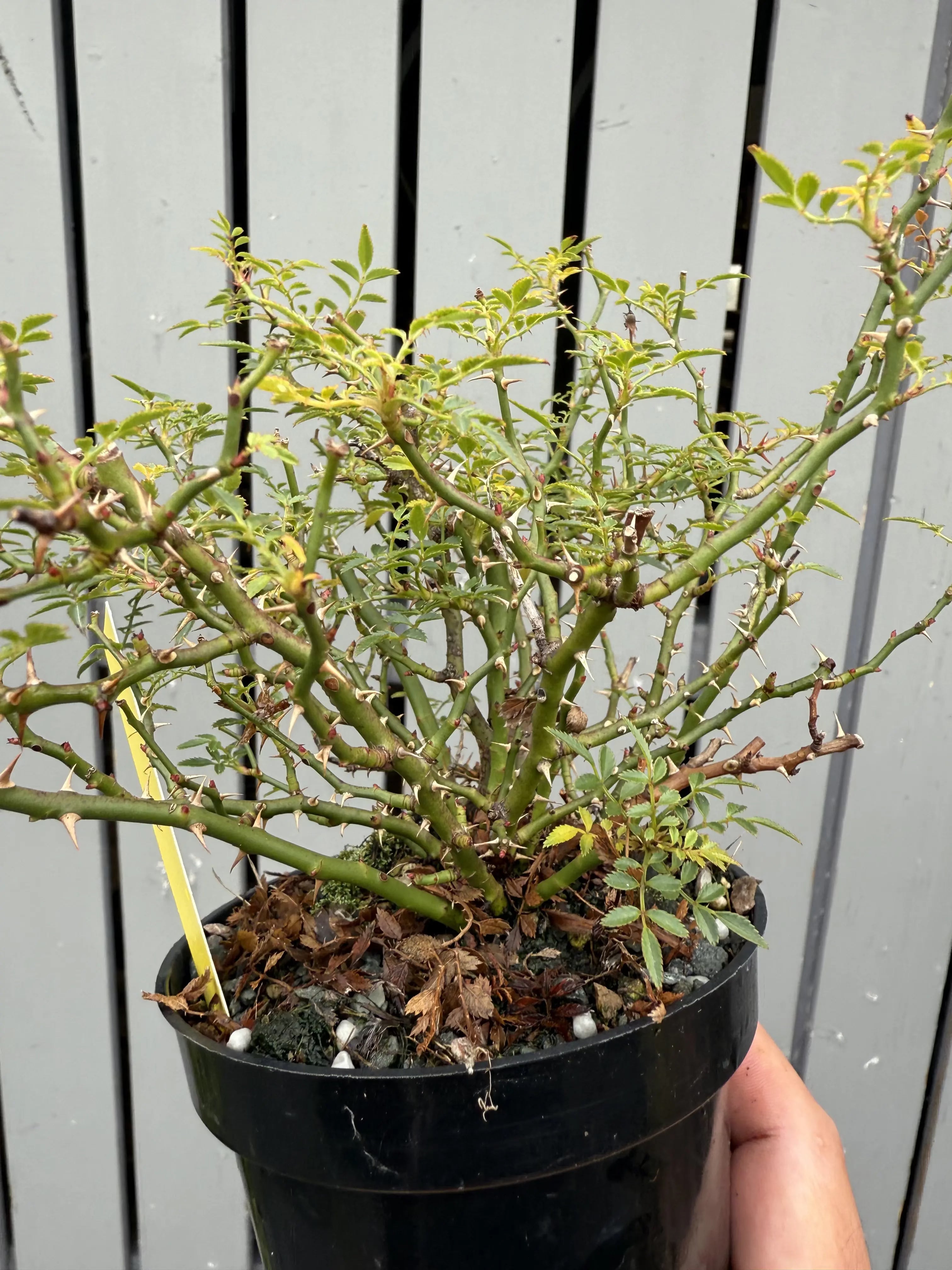 Rosa #4 Canada Bonsai