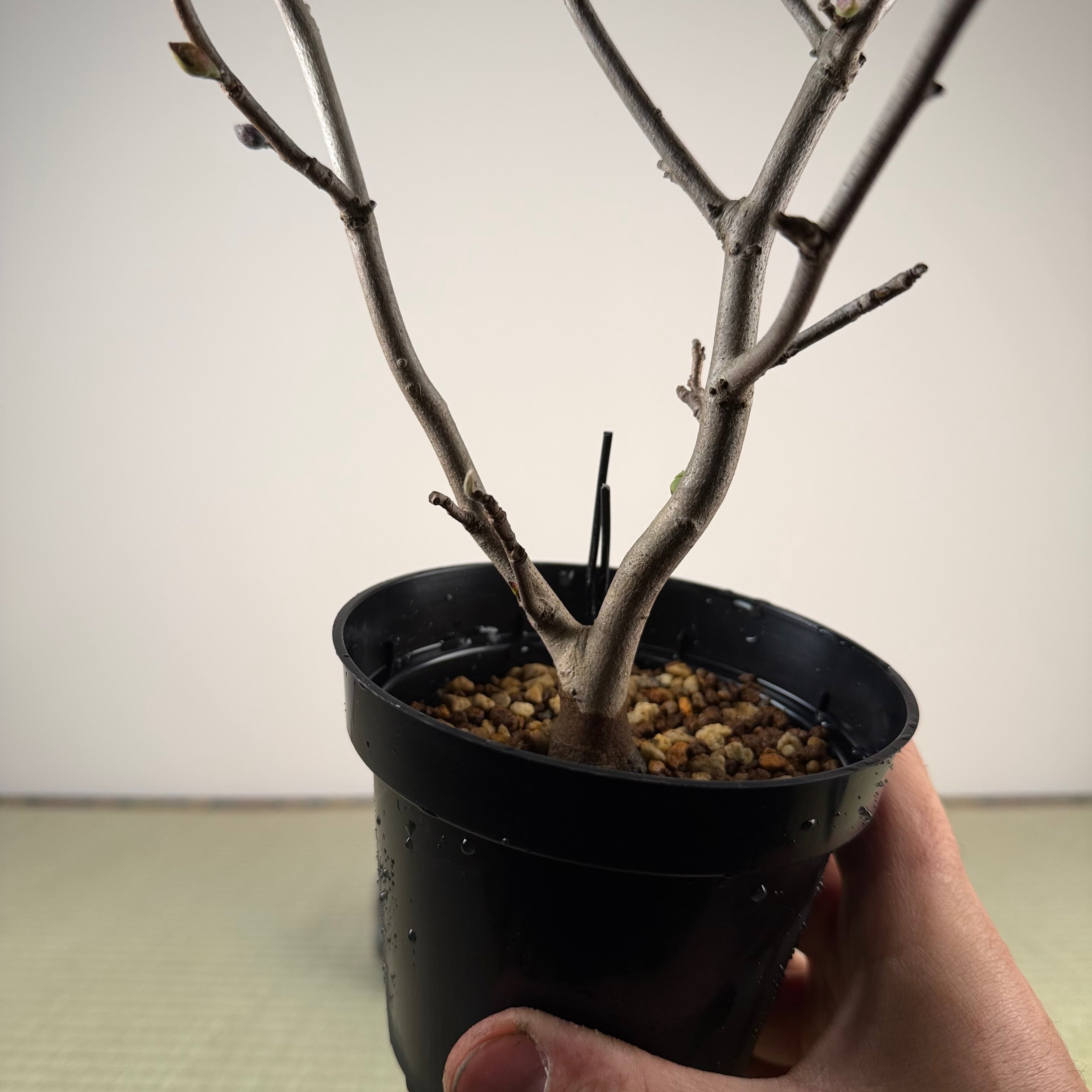 Corylopsis spicata