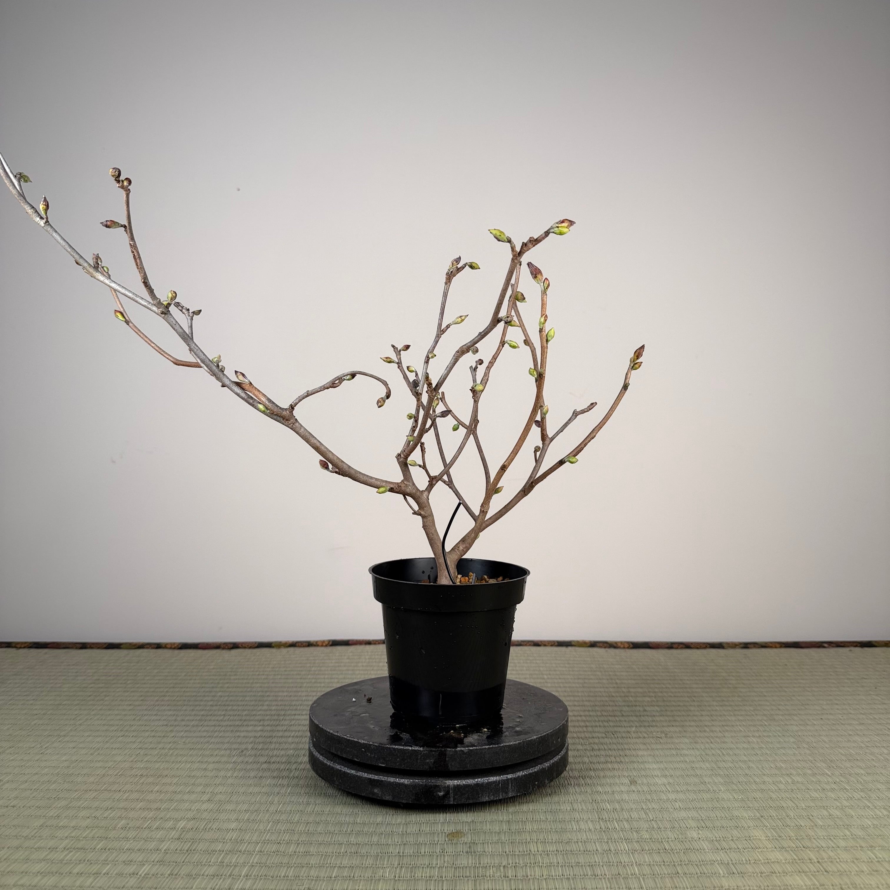 Corylopsis spicata