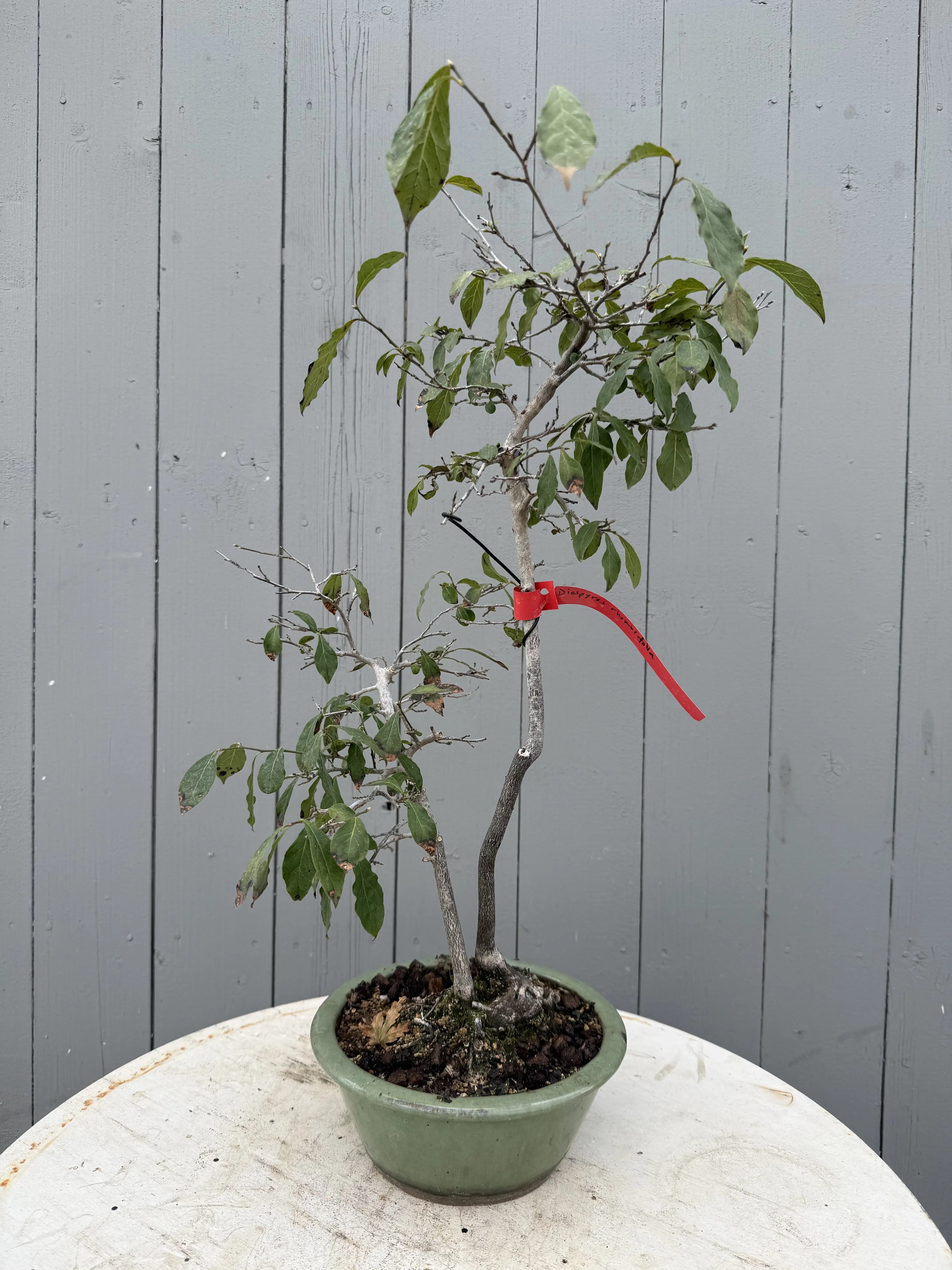 Diopsyros rhombifolia Canada Bonsai