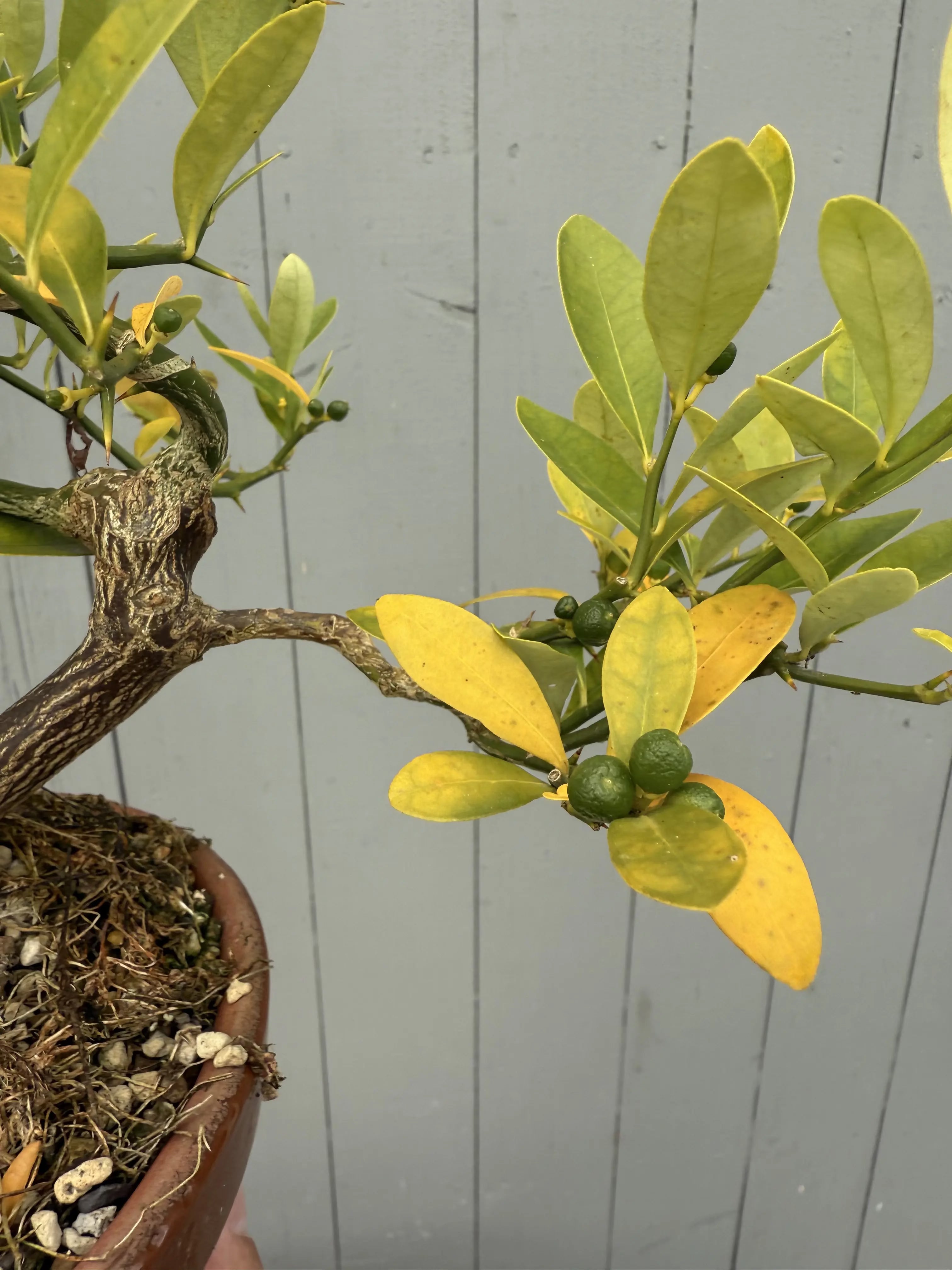 Fortunella hindsii #1 Canada Bonsai