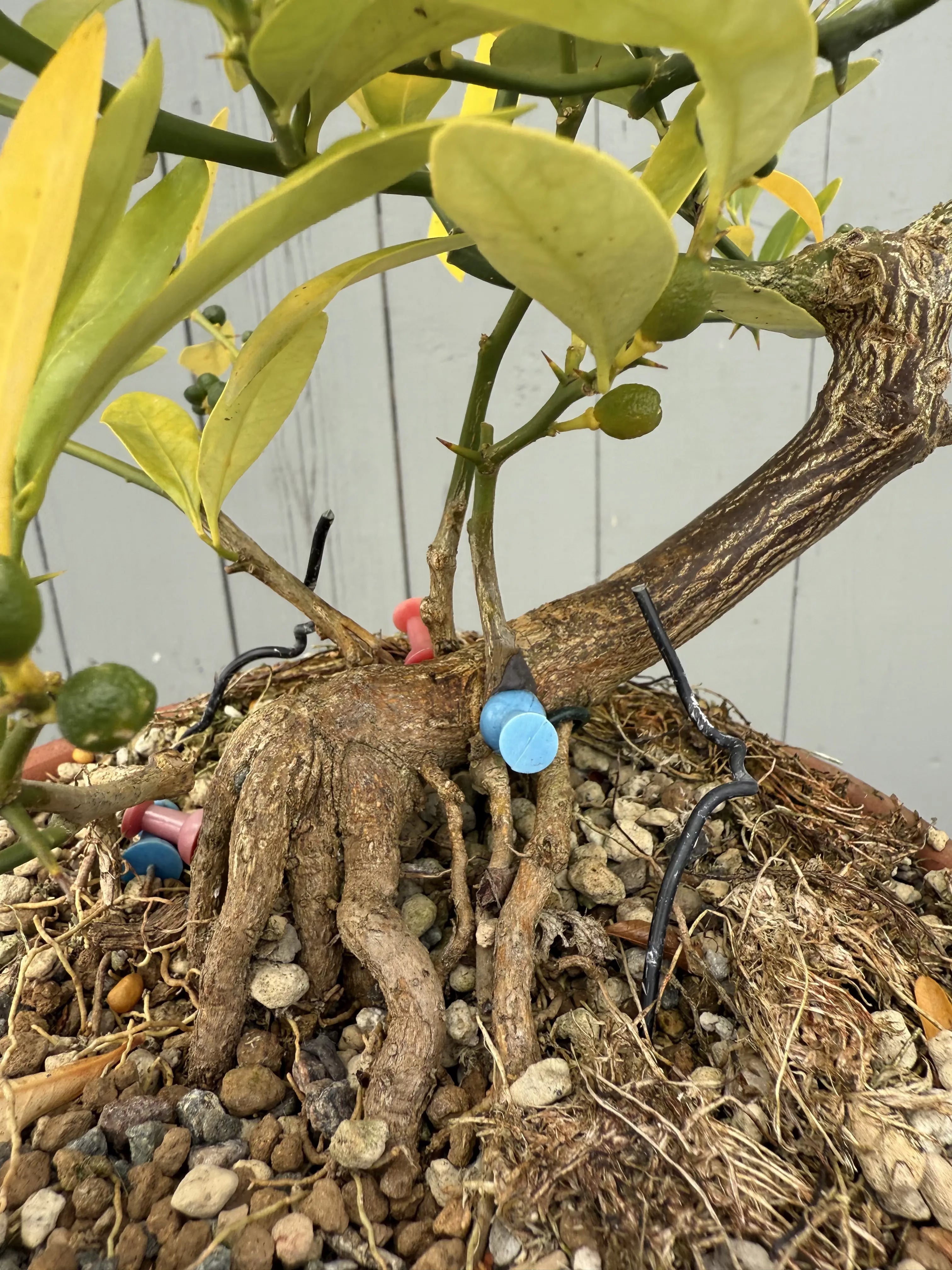 Fortunella hindsii #1 Canada Bonsai