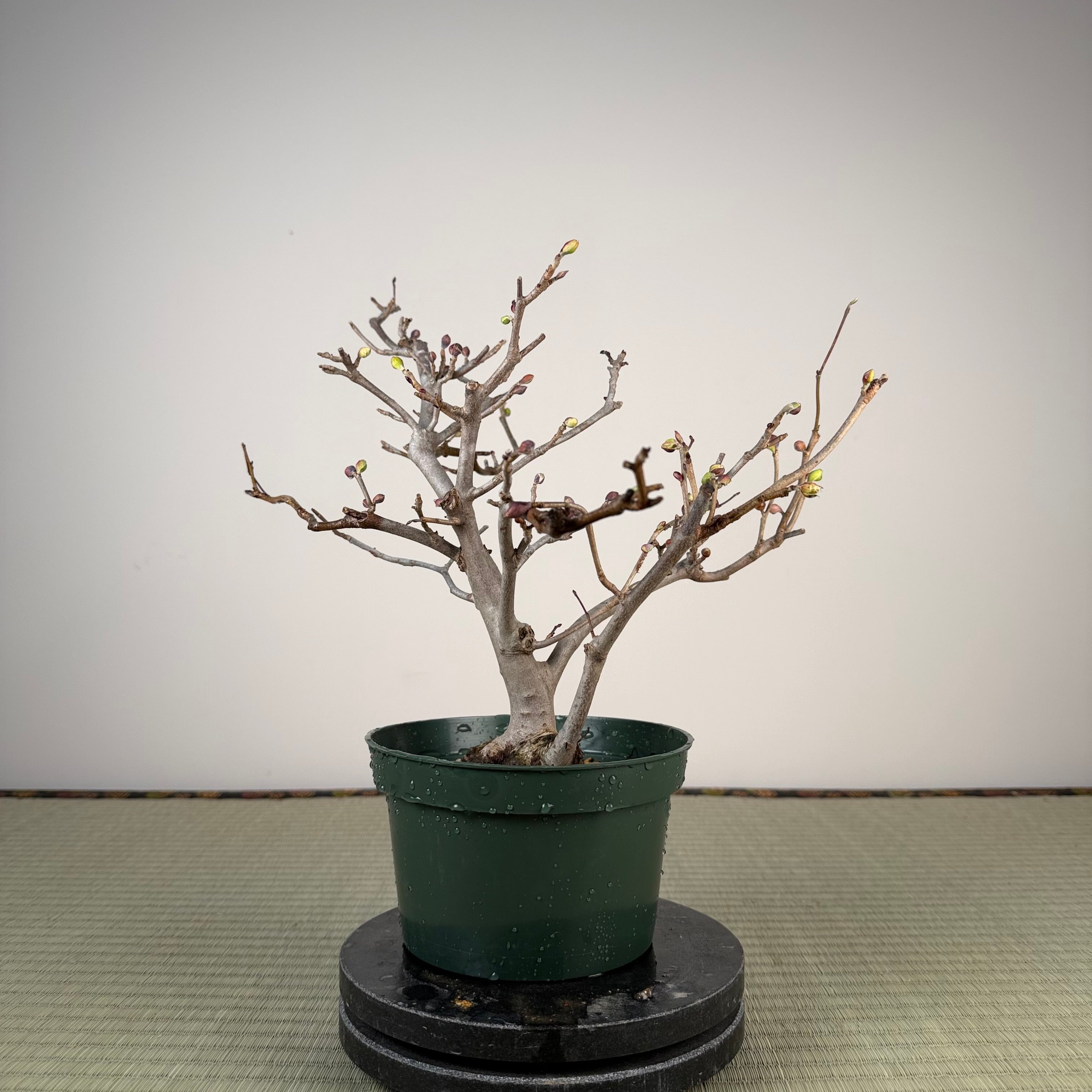 Corylopsis spicata