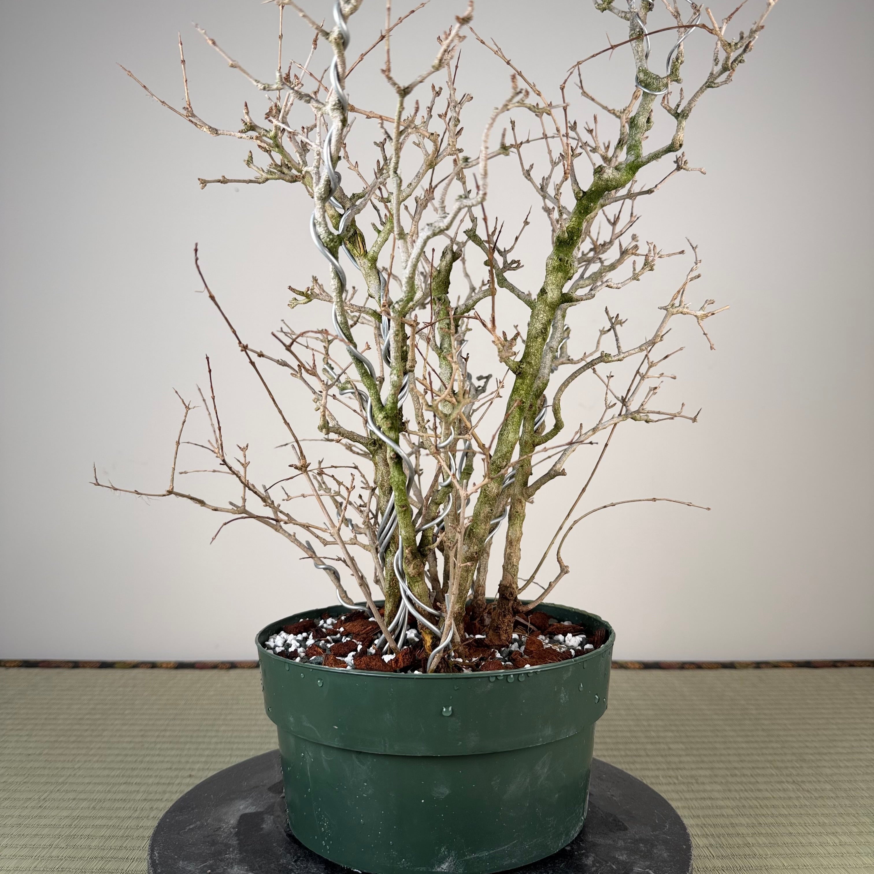 Punica granatum