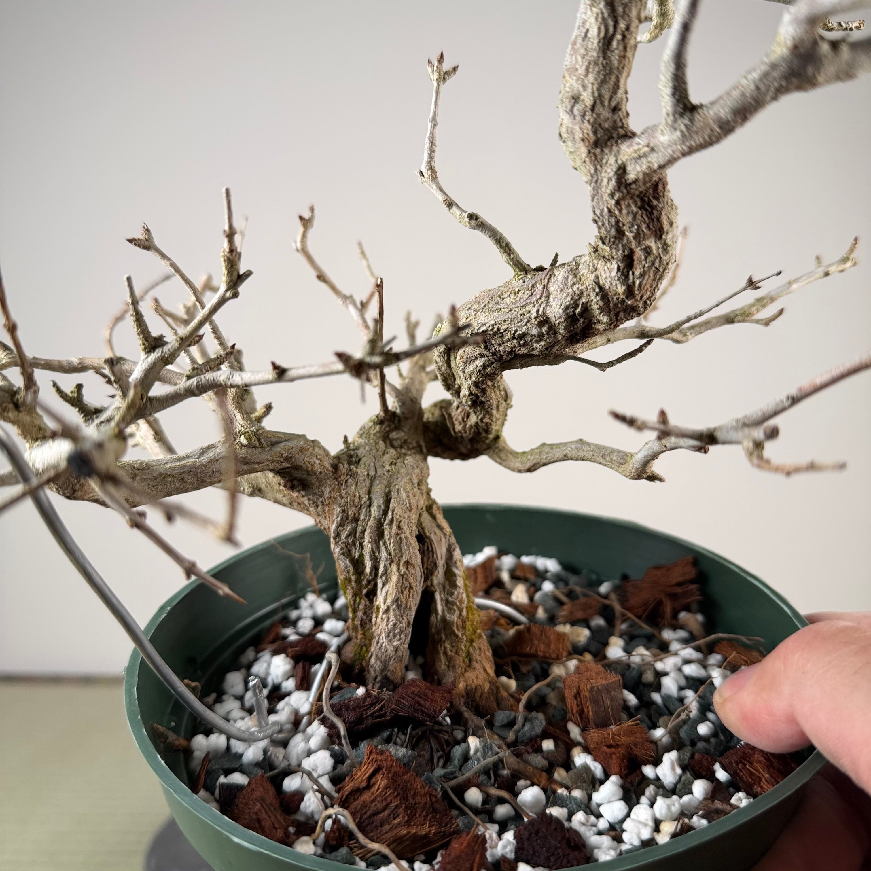 Punica granatum