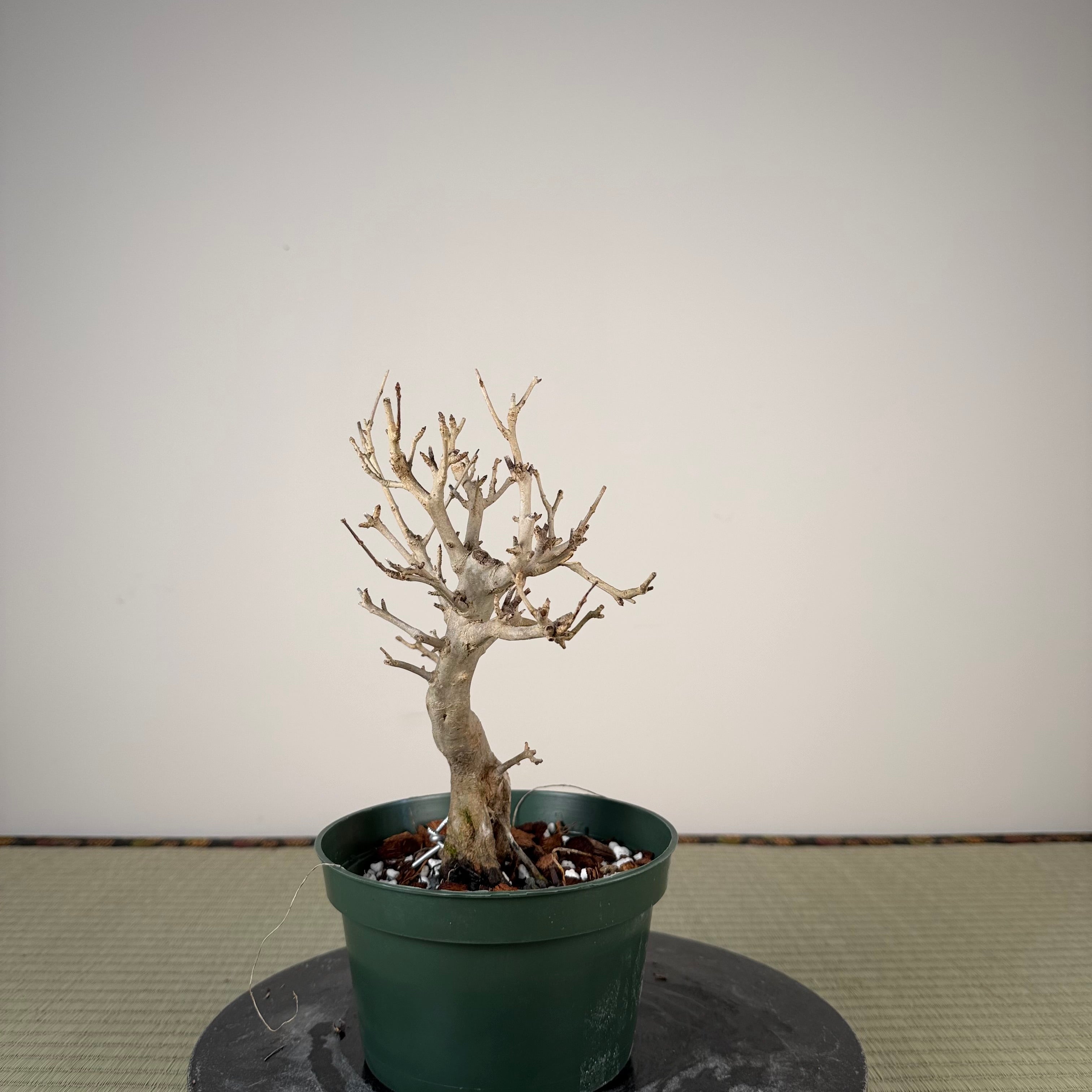 Punica granatum