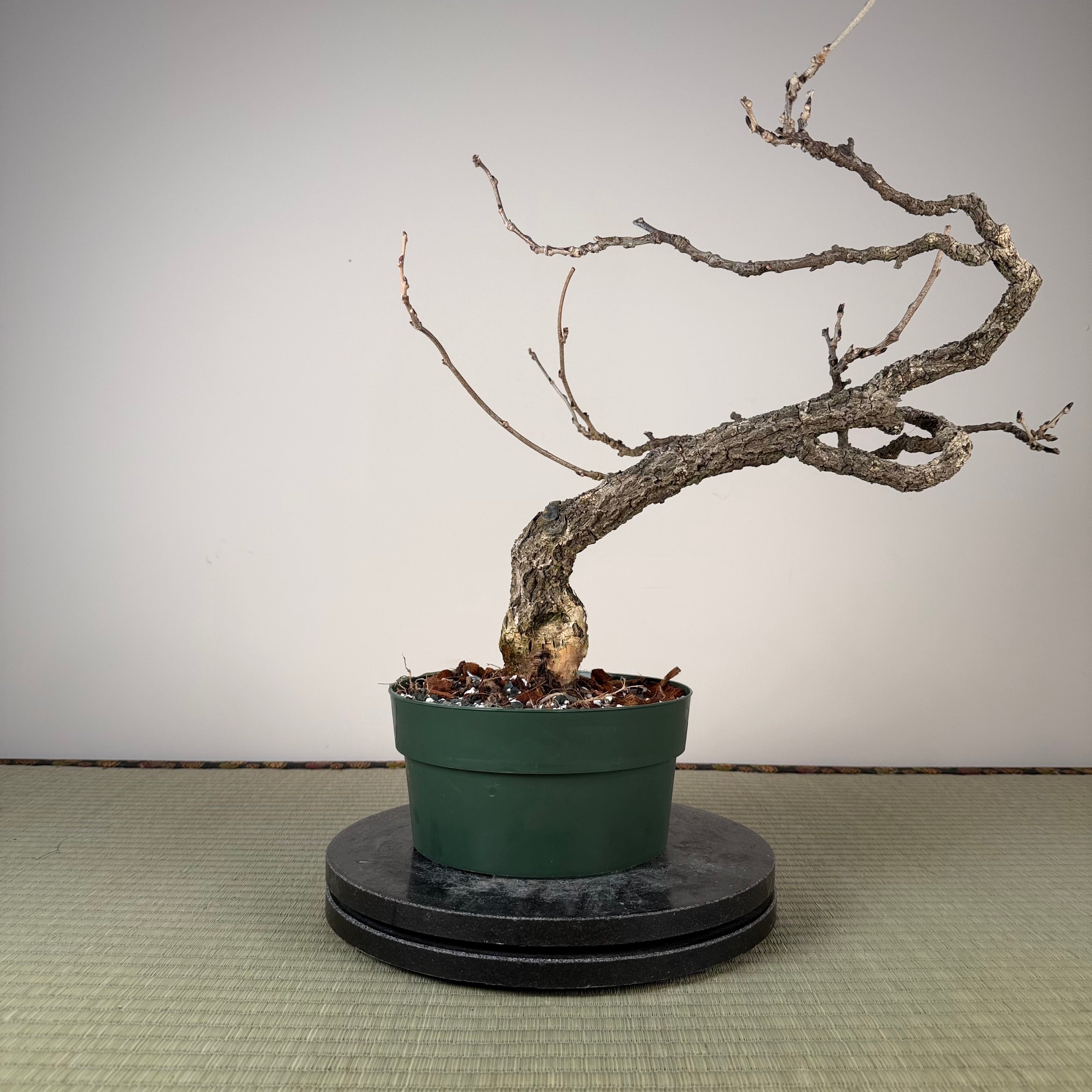 Wisteria floribunda