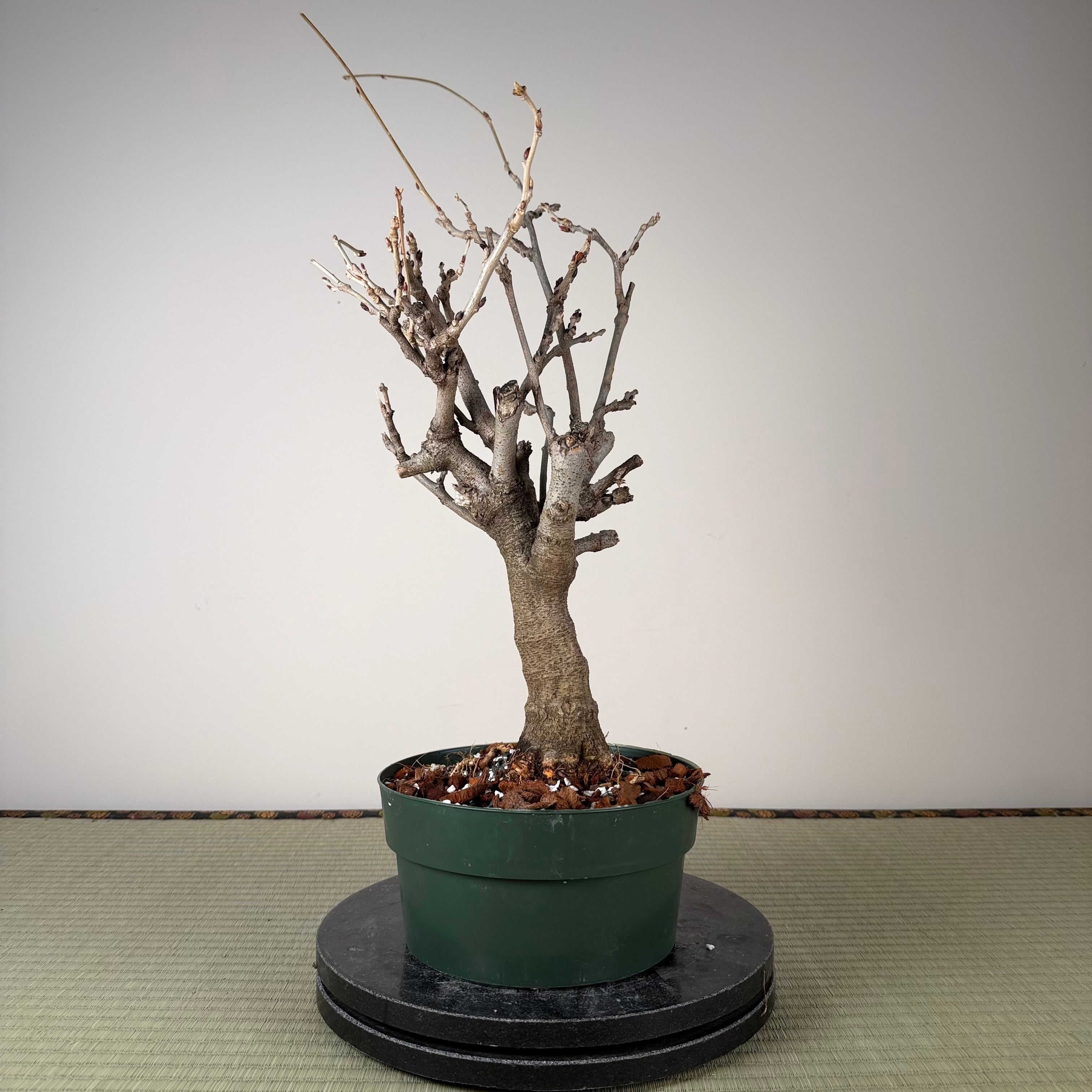 Wisteria floribunda
