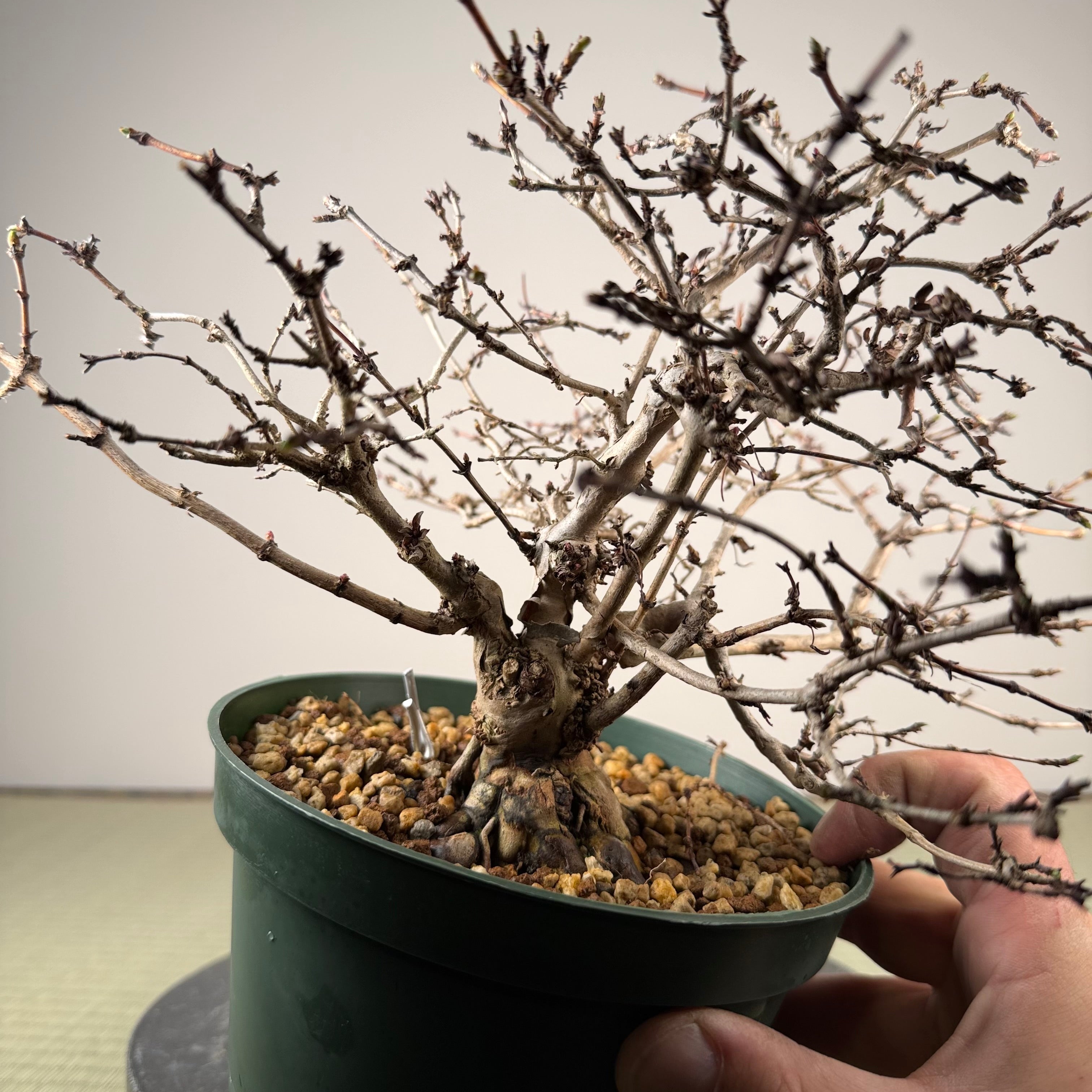 Lonicera gracilipes