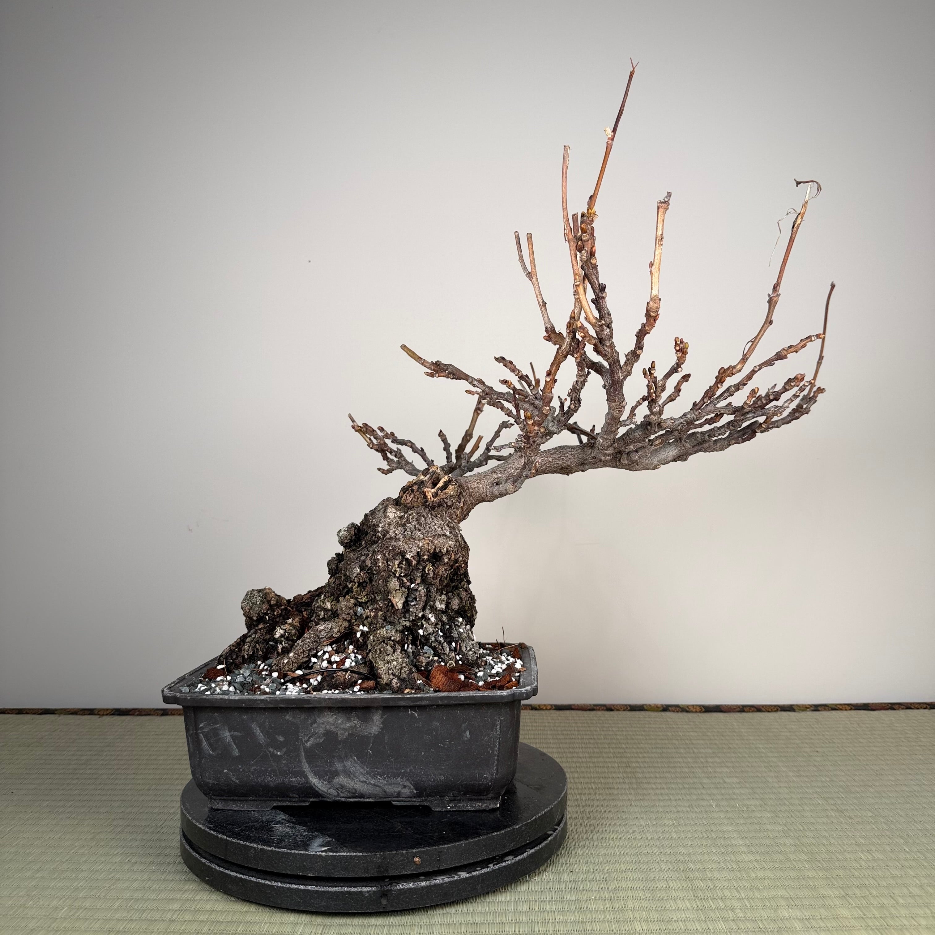 Wisteria floribunda