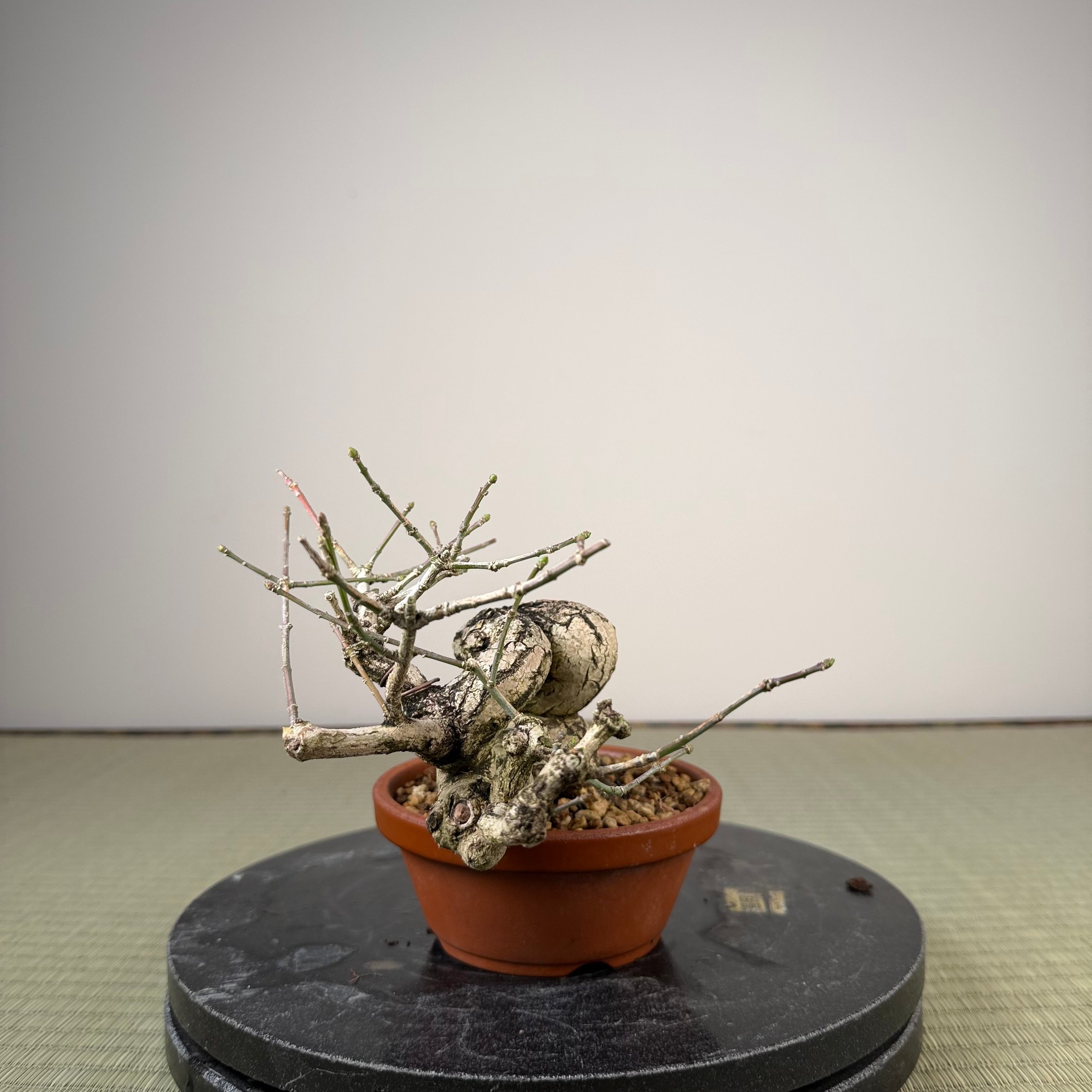 Euonymus