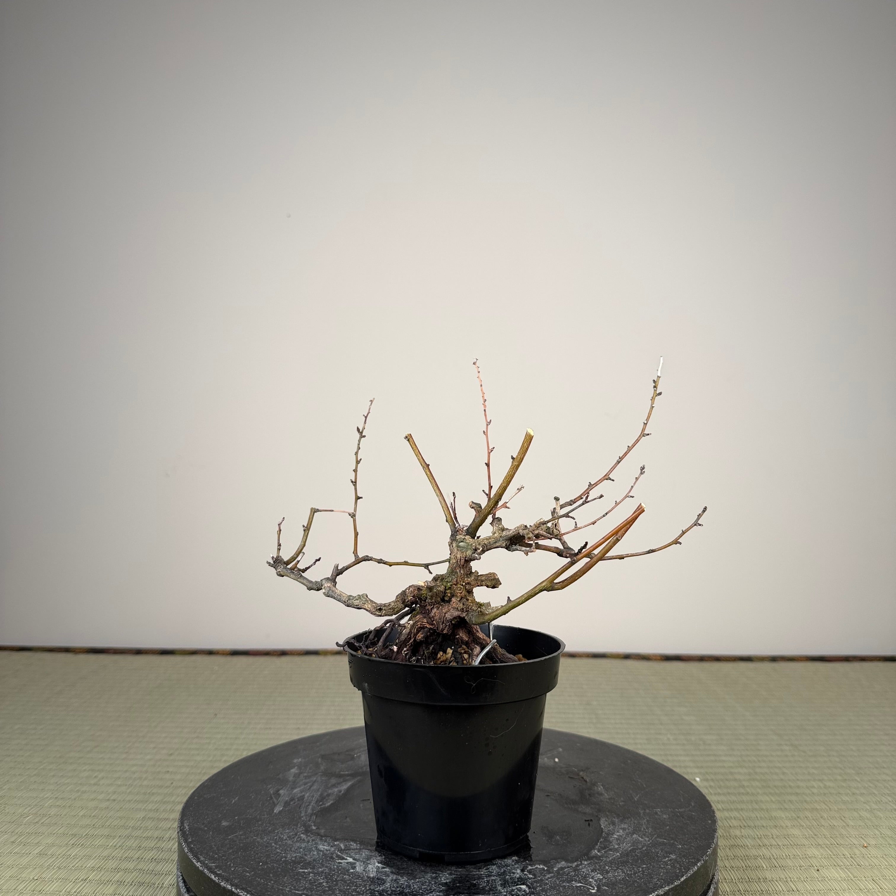 Berchemia racemosa