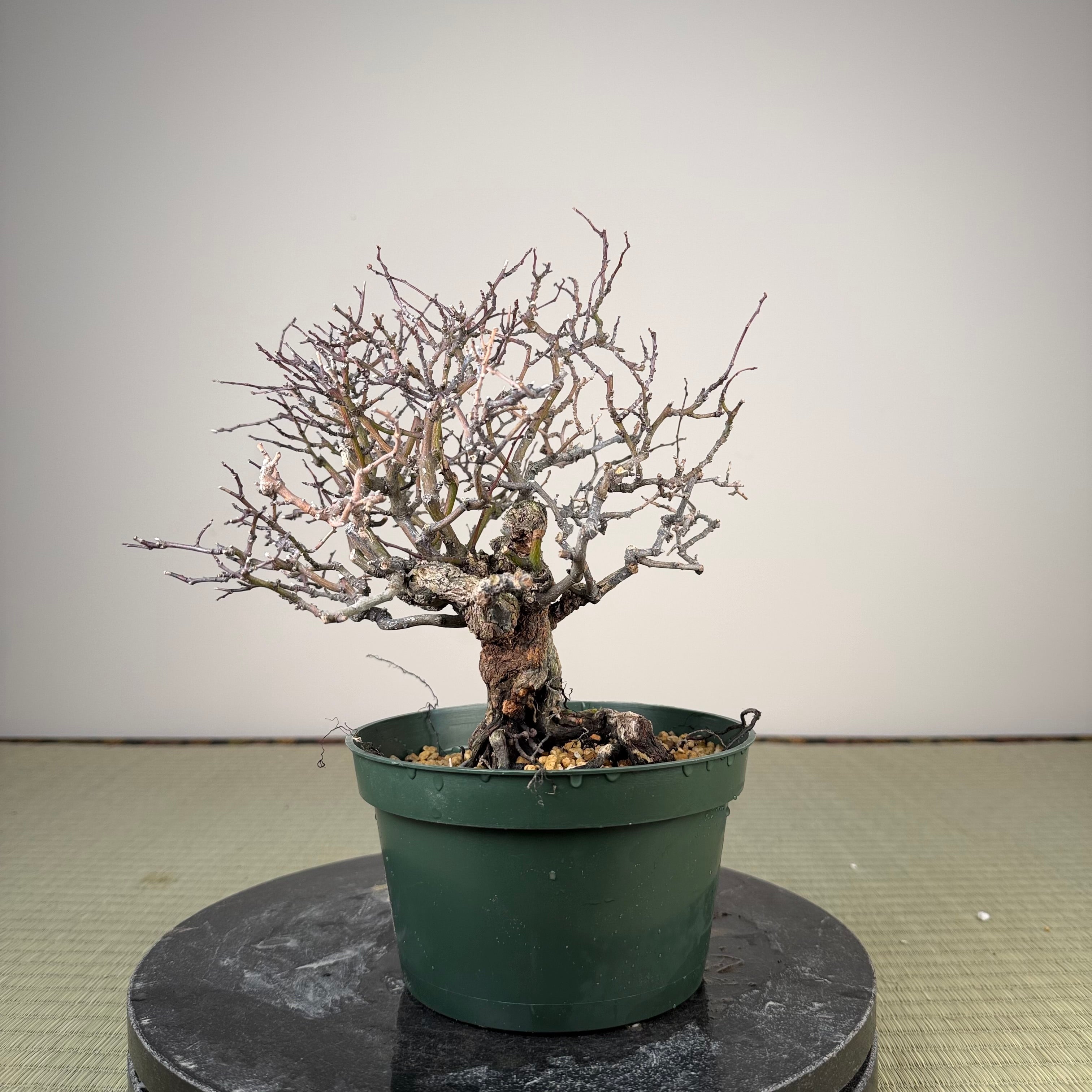 Berchemia racemosa