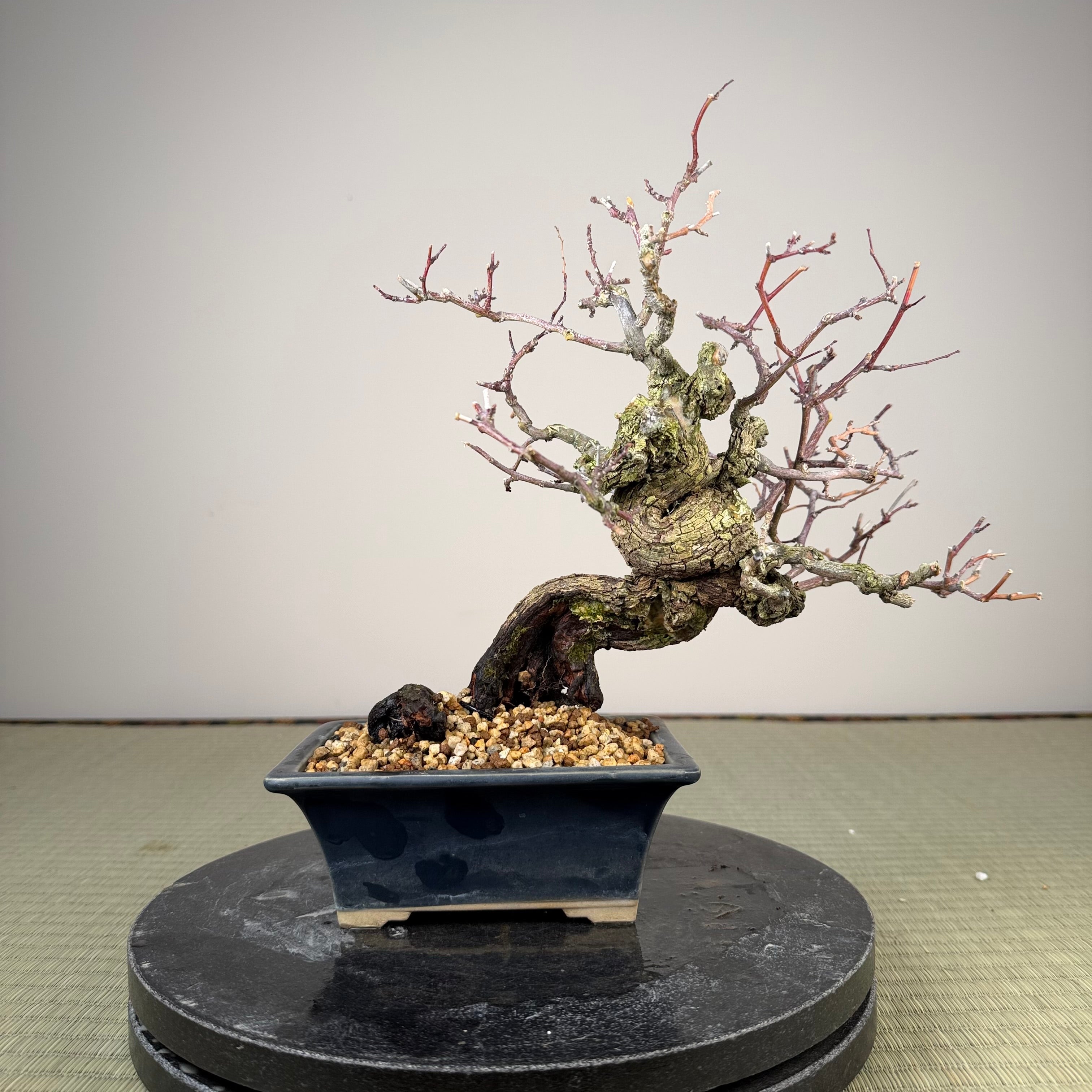 Berchemia racemosa