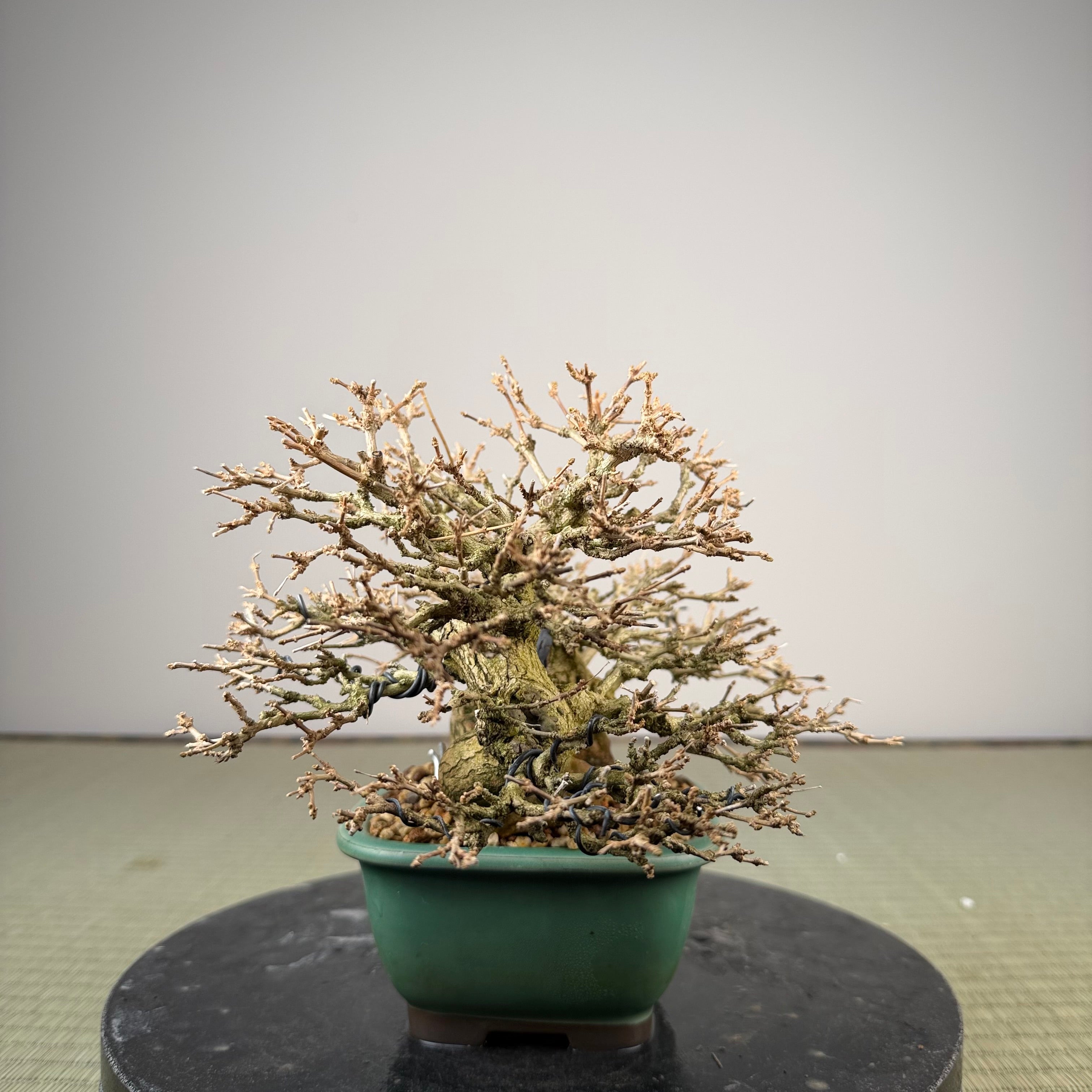 Premna japonica