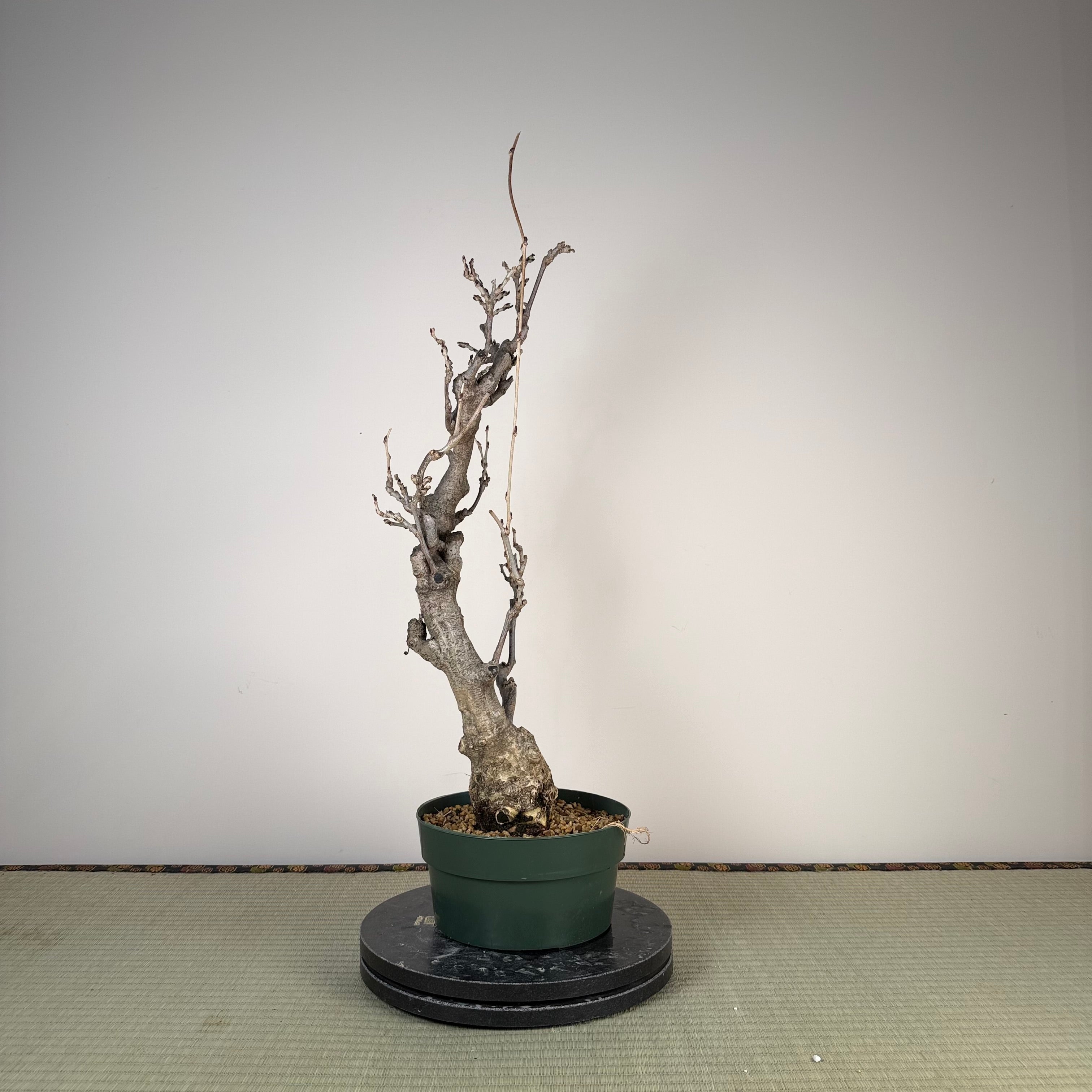 Wisteria floribunda