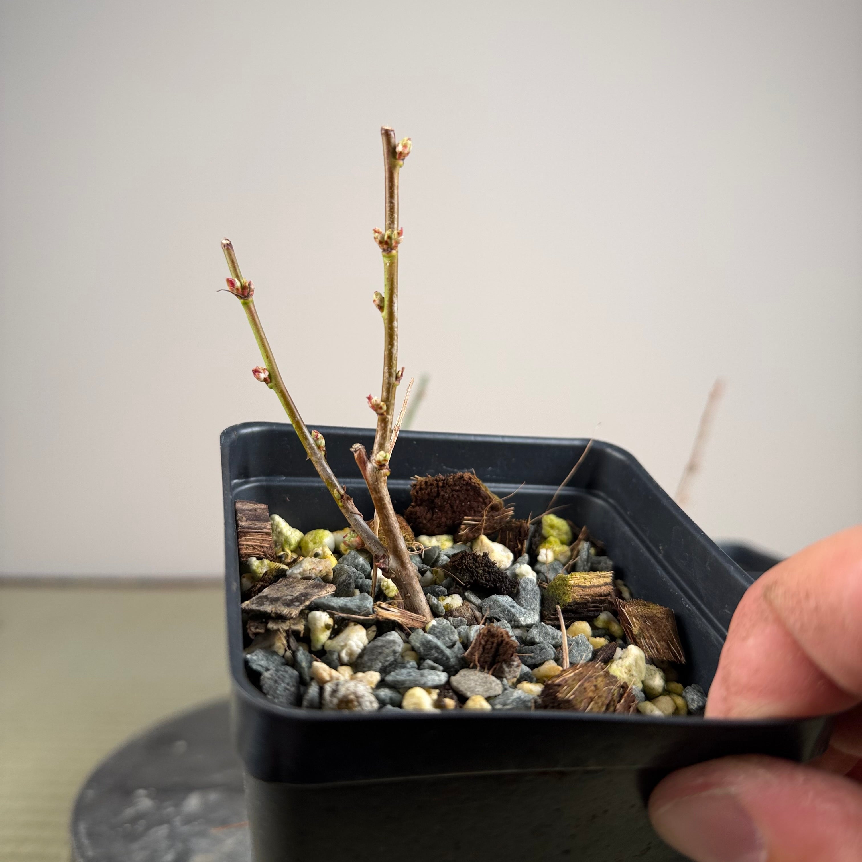 Prunus mume (en fleurs ; taille 1)