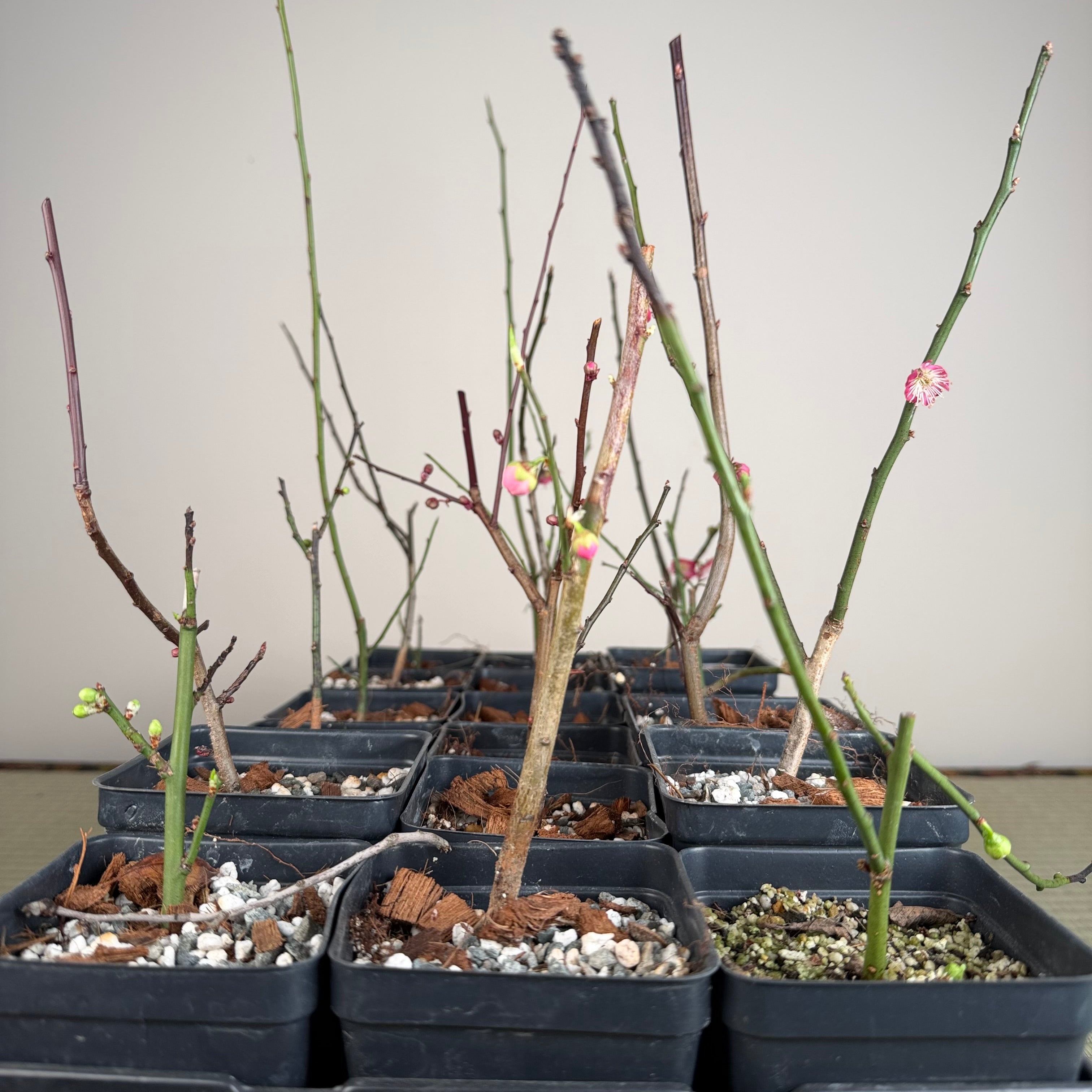 Prunus mume (en fleurs ; taille 2)