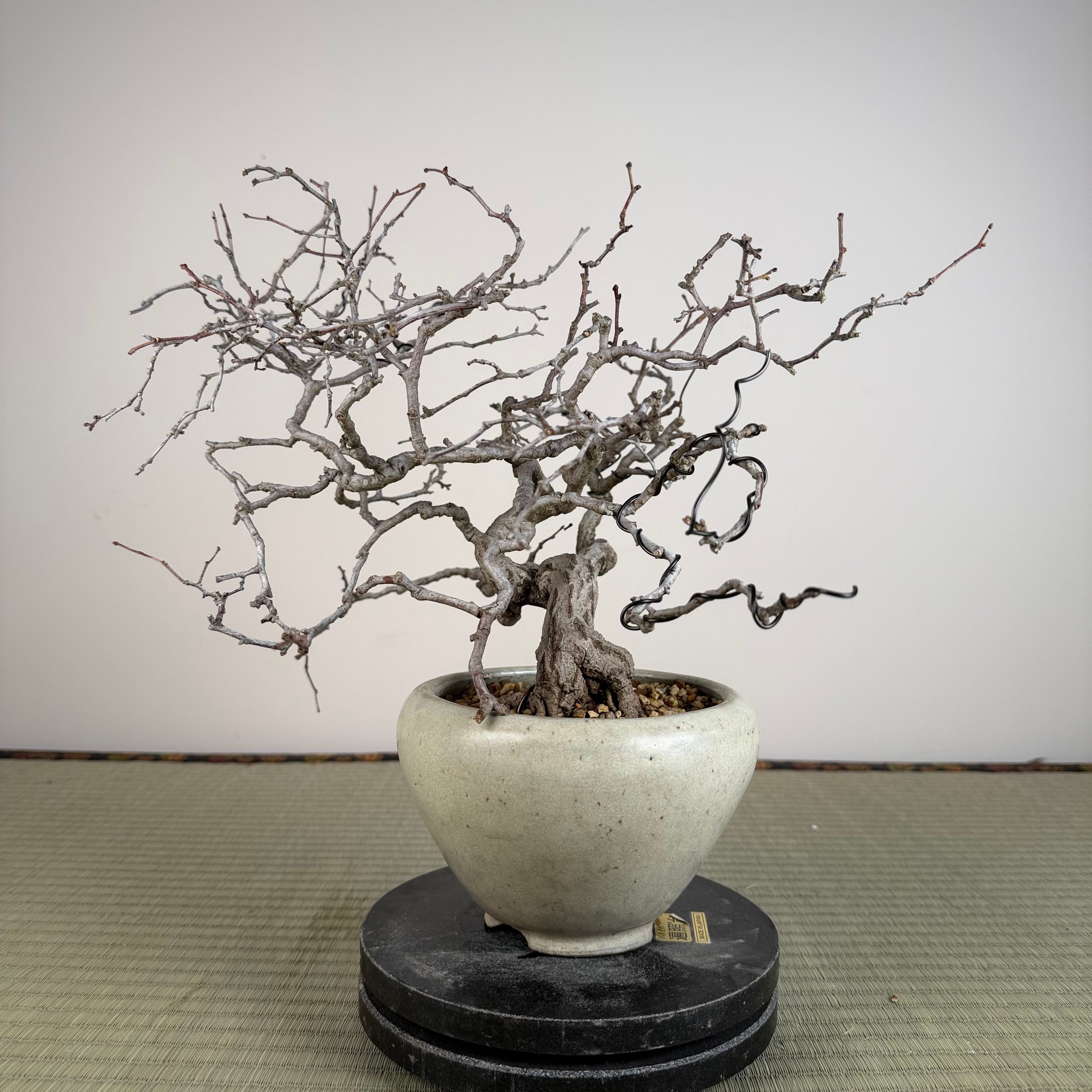 Sabia japonica