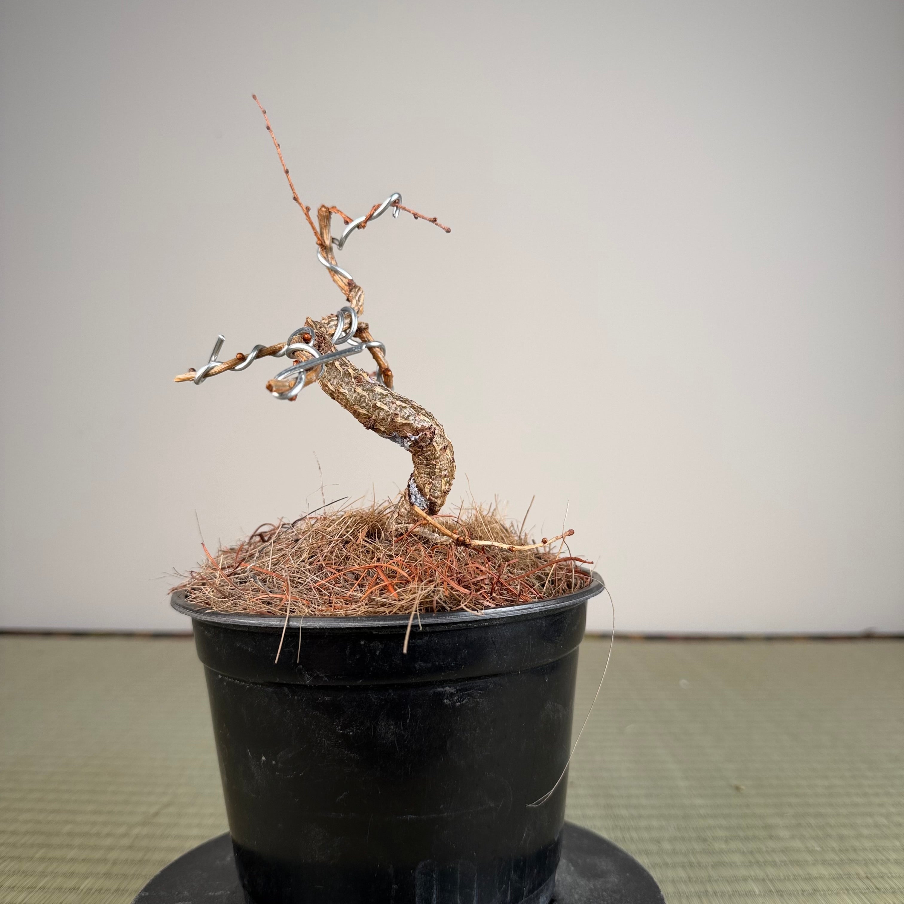 Larix leptolepsis