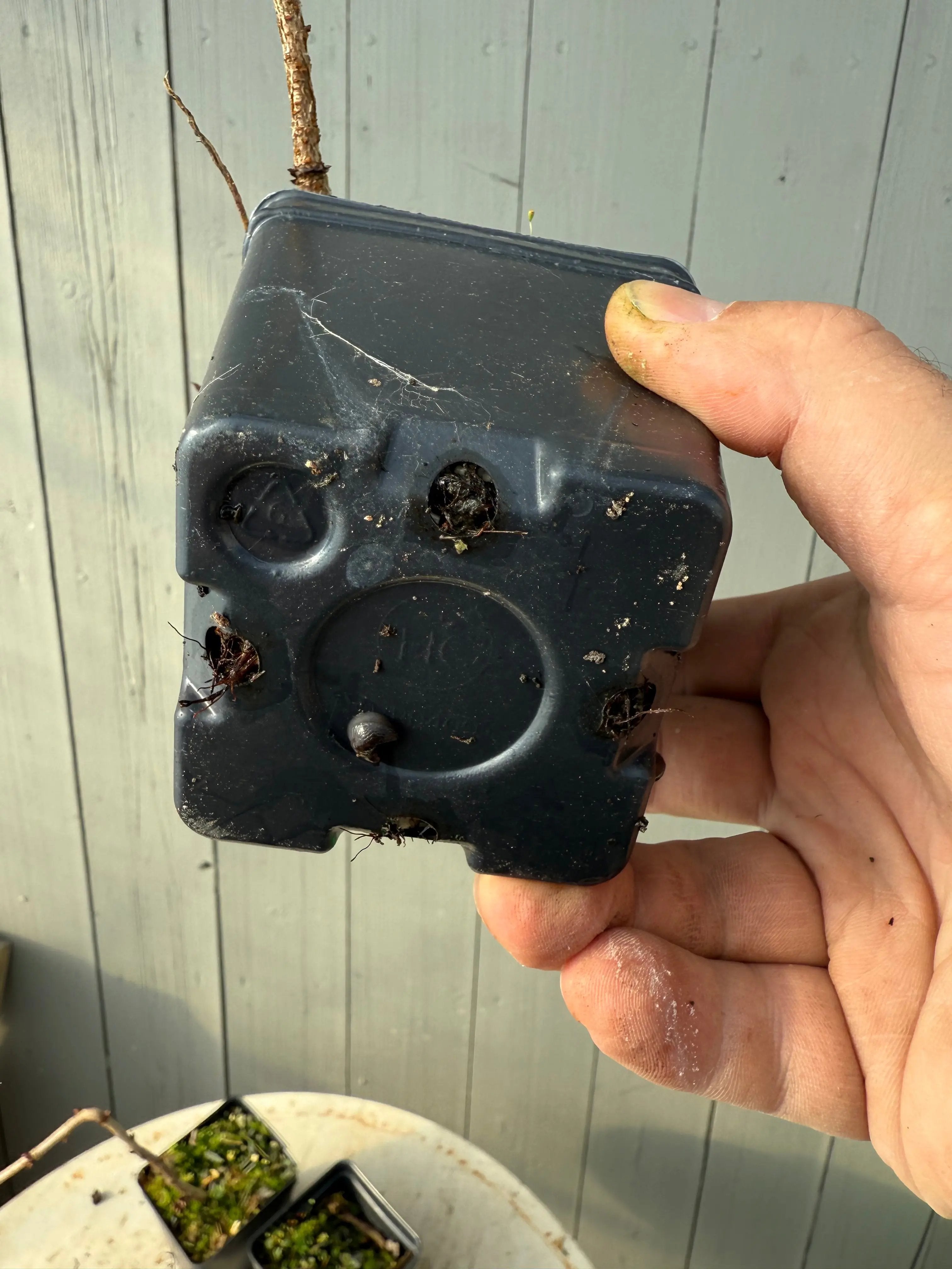 Prunus 'Snow Fountains' Canada Bonsai