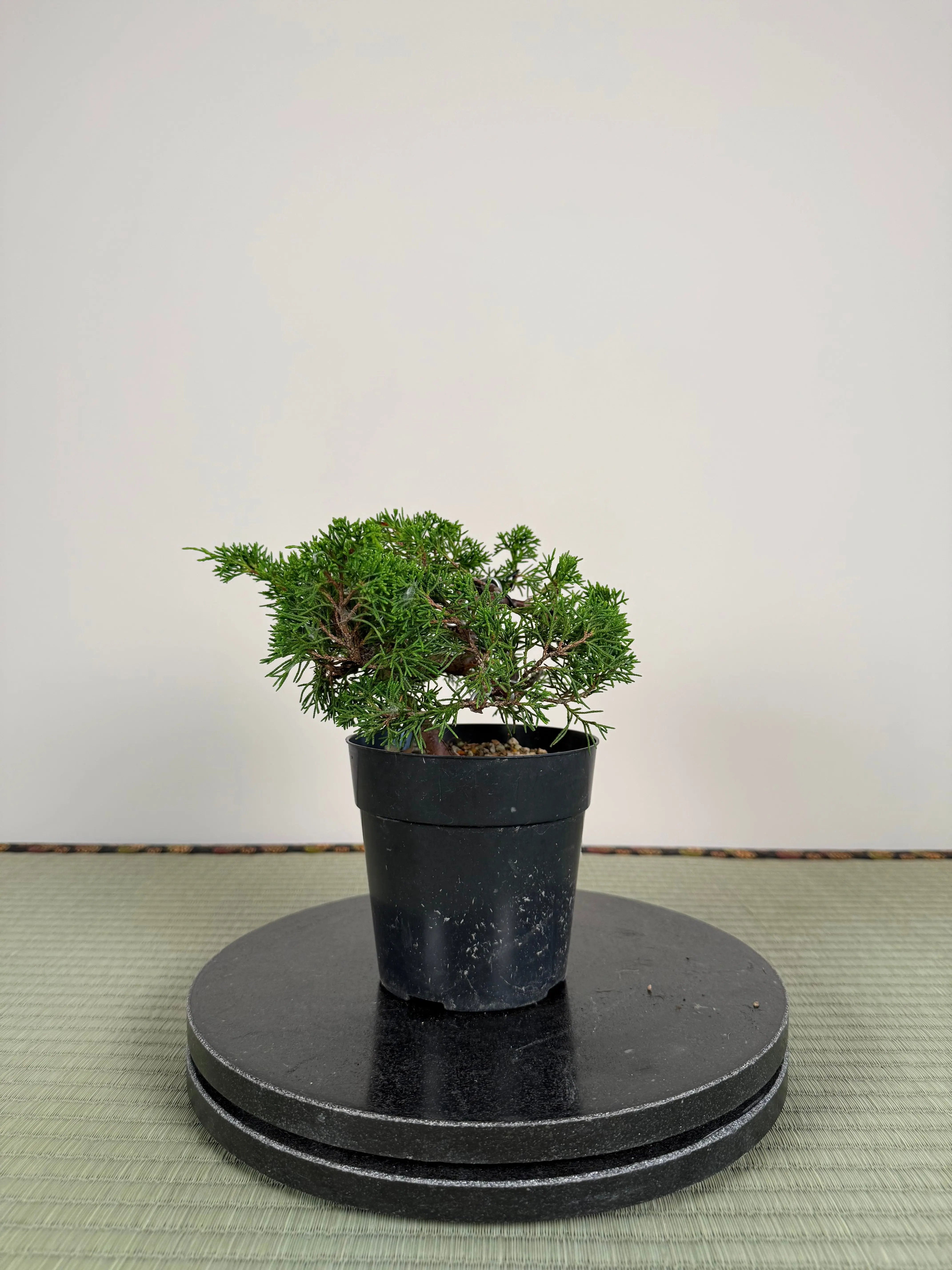 Juniperus chinensis Itoigawa Canada Bonsai